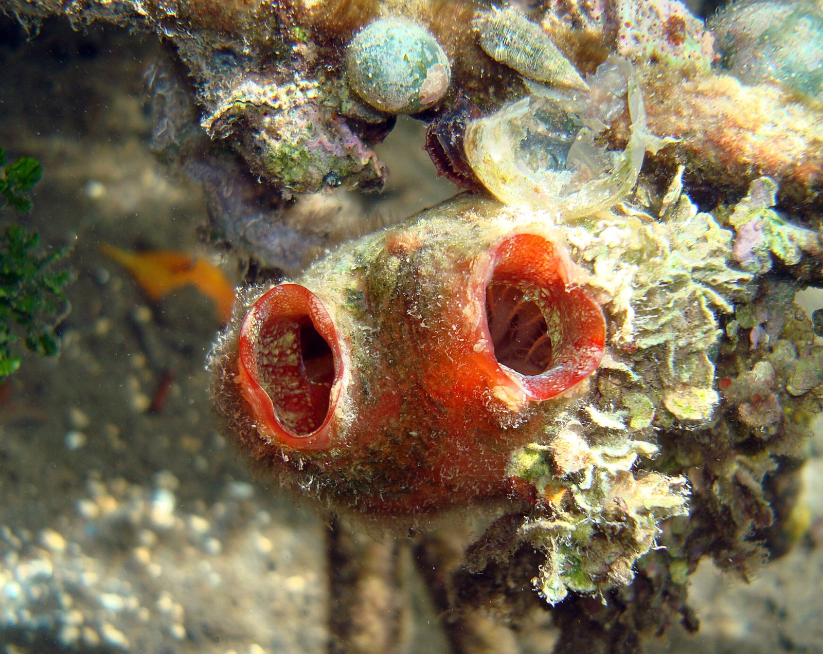 Invasions and Ecological Impact (image credits: wikimedia)