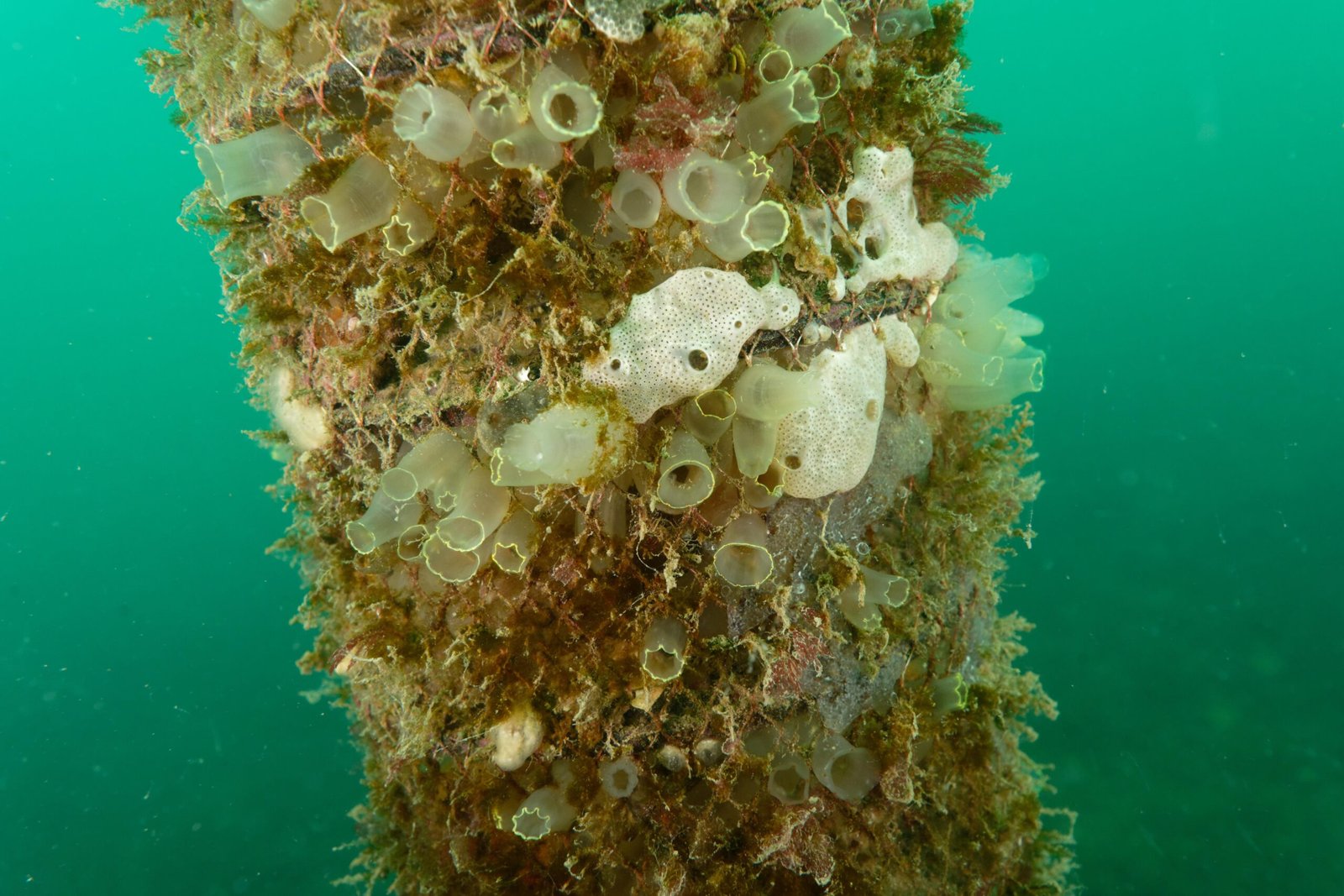 Sea Squirts in Science and Medicine (image credits: wikimedia)