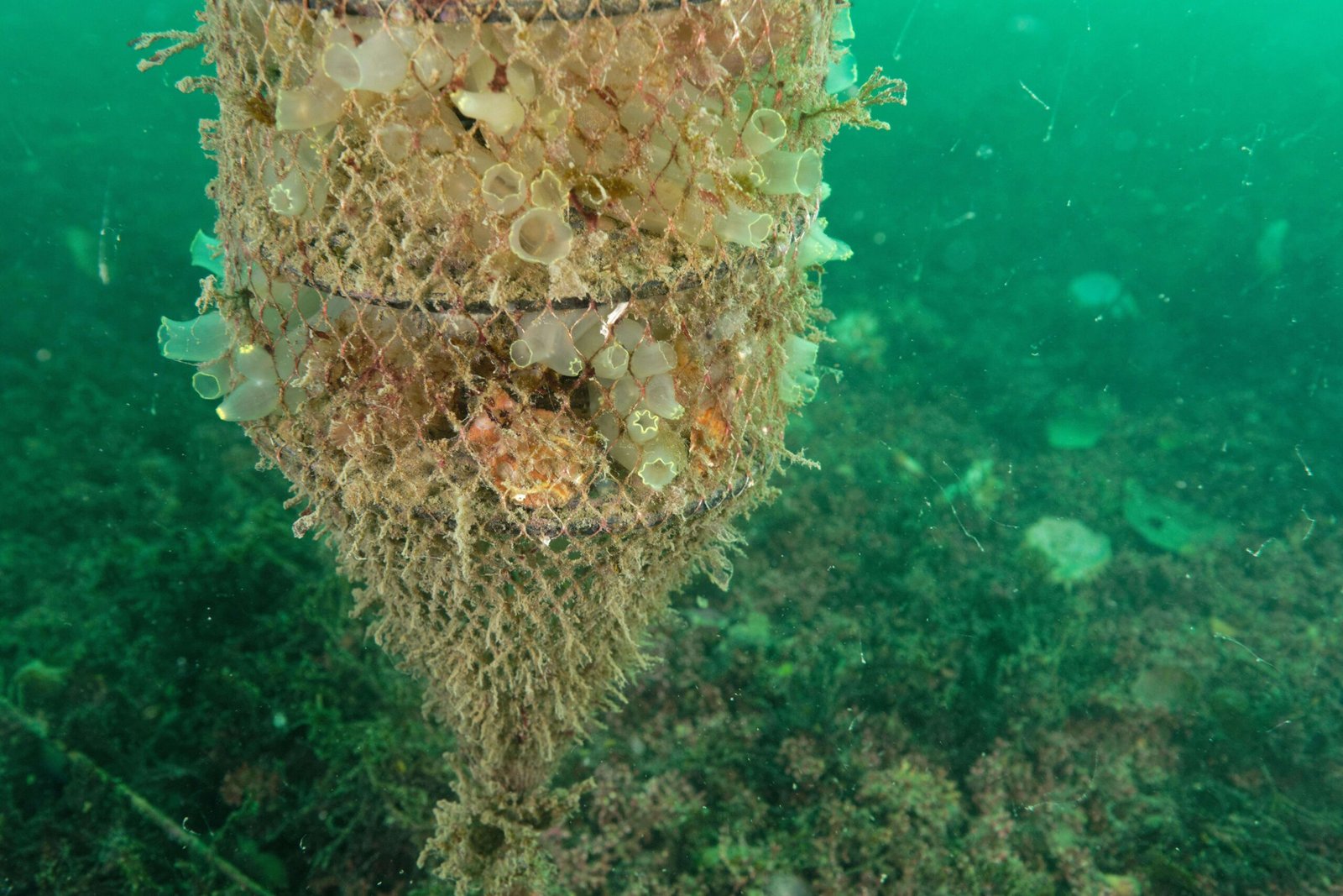 The Wonder of the Unfamiliar (image credits: wikimedia)