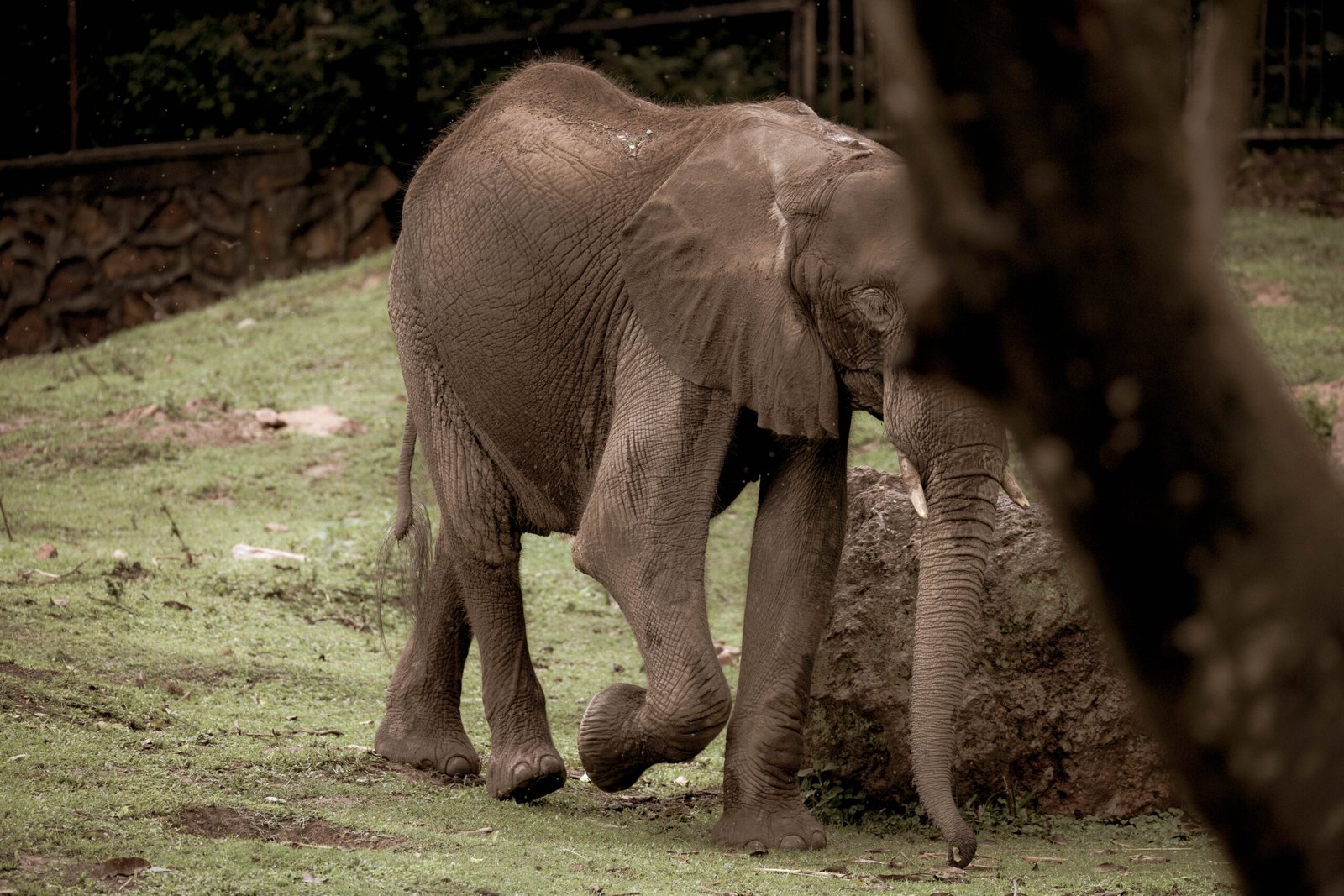 Examples from the Wild: Elephants Helping Humans (image credits: wikimedia)