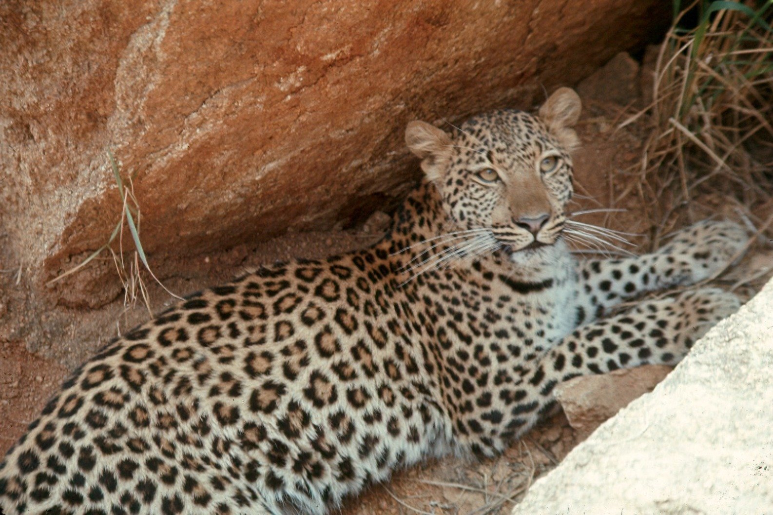 Unveiling the Cave Lion Cubs (image credits: wikimedia)