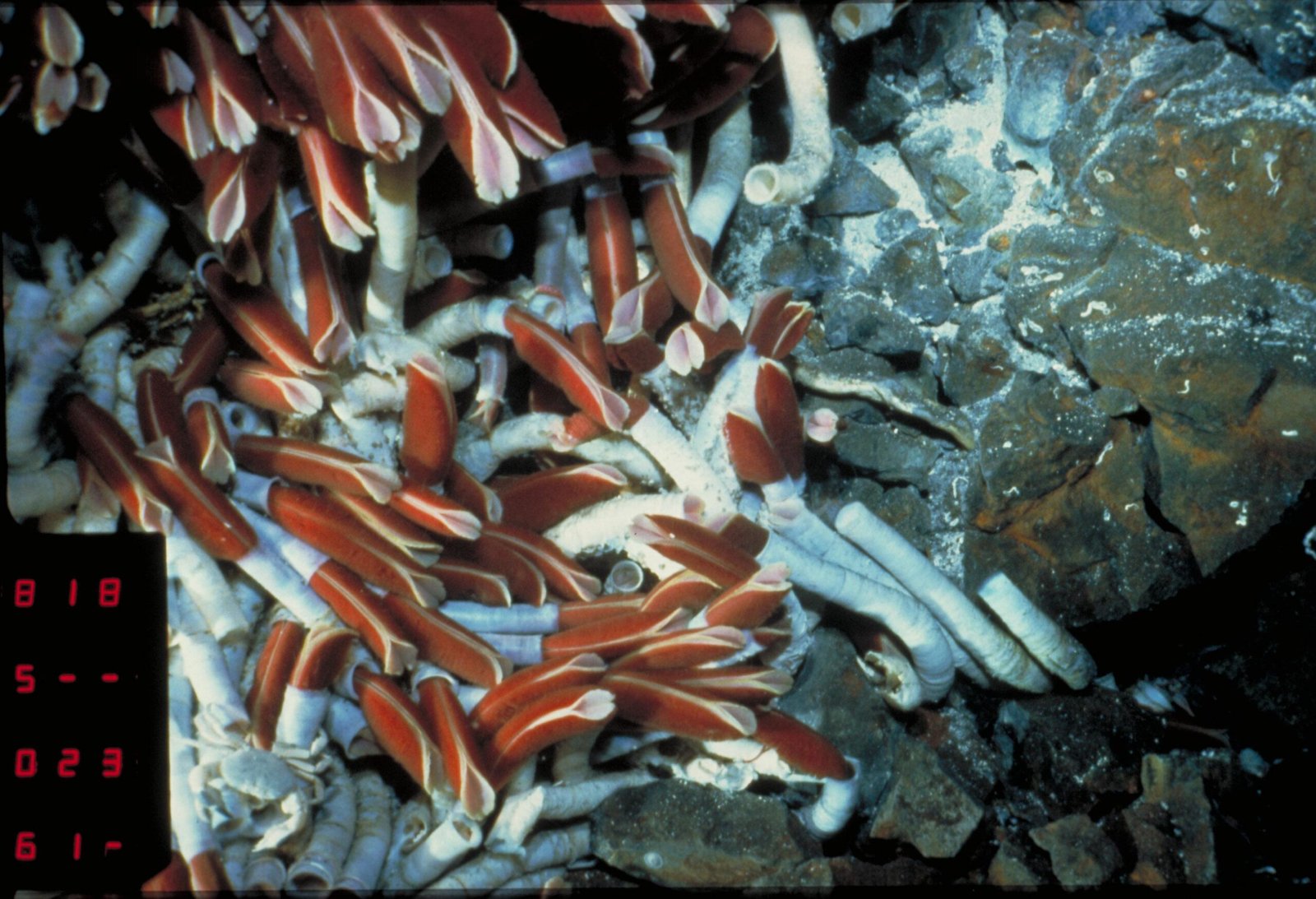 Giant Tube Worms: The Red-Plumed Wonders (image credits: wikimedia)
