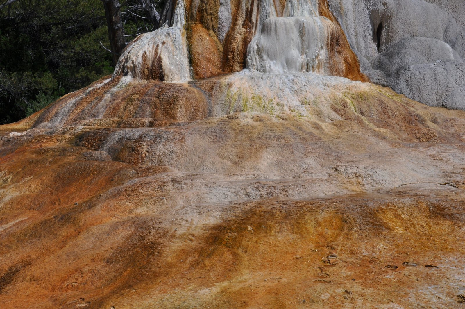 Microbial Diversity: The Smallest Pioneers (image credits: wikimedia)