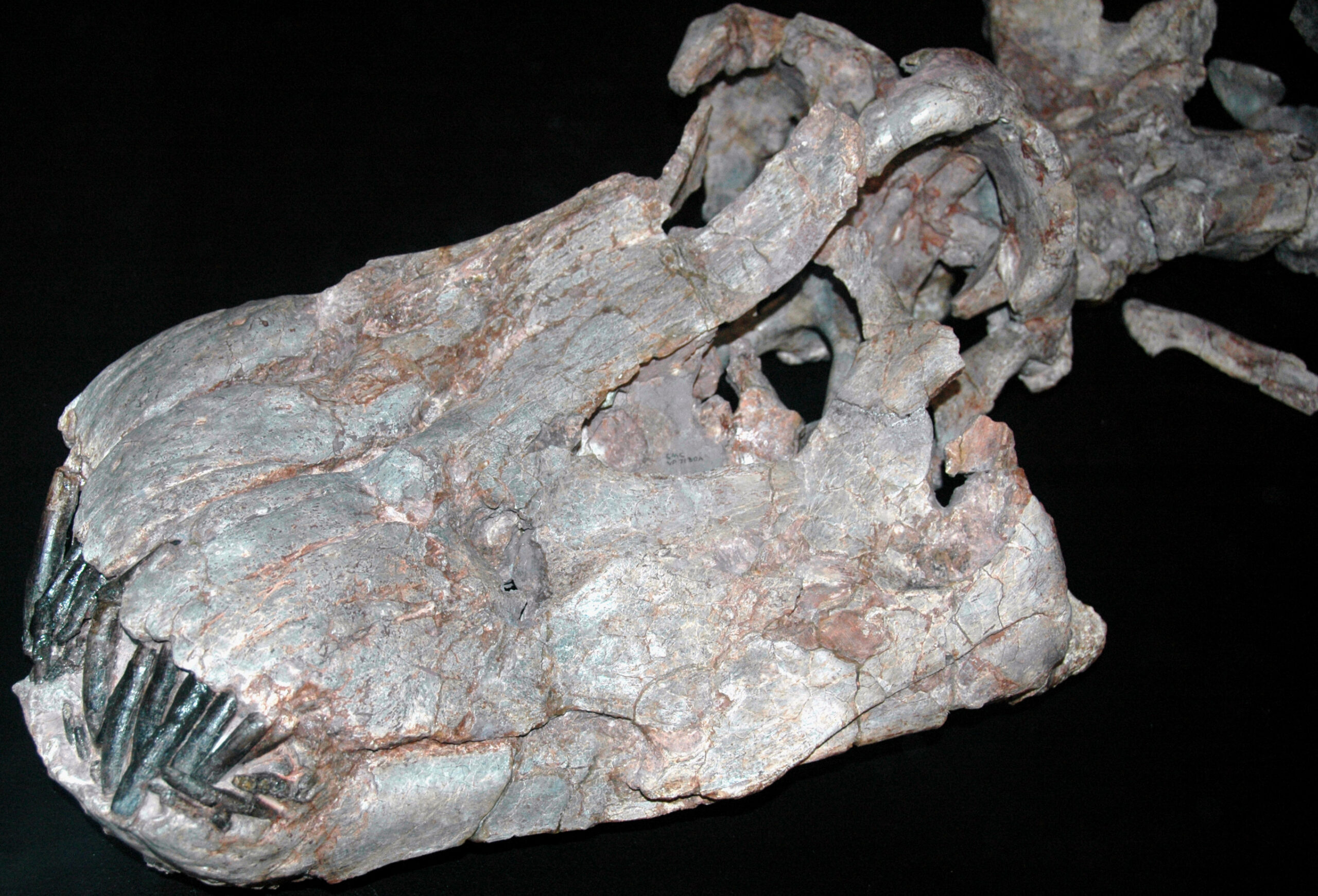 The Dinosaurs of Dorset (image credits: wikimedia)