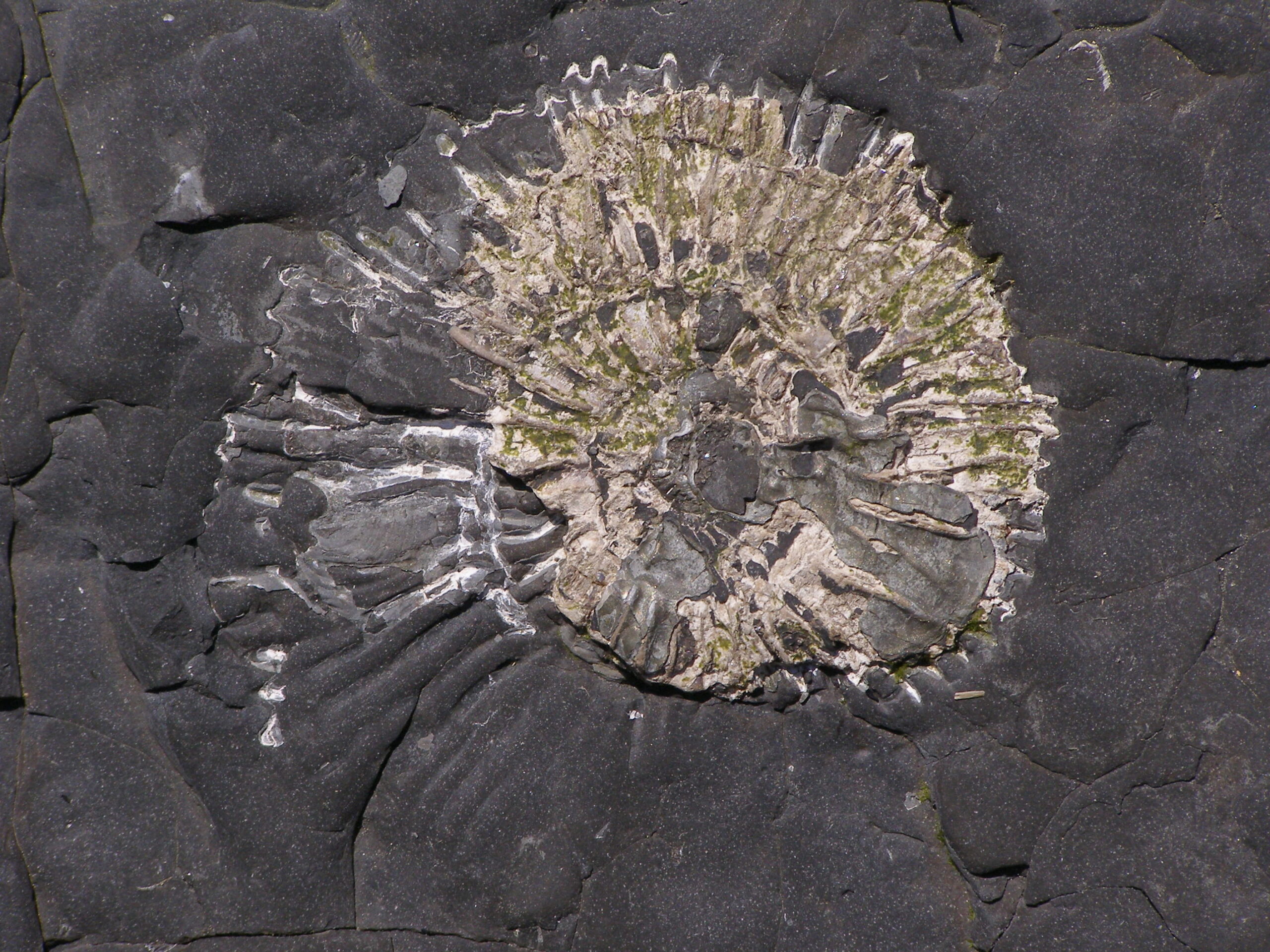 Human History Entwined with Prehistory (image credits: wikimedia)