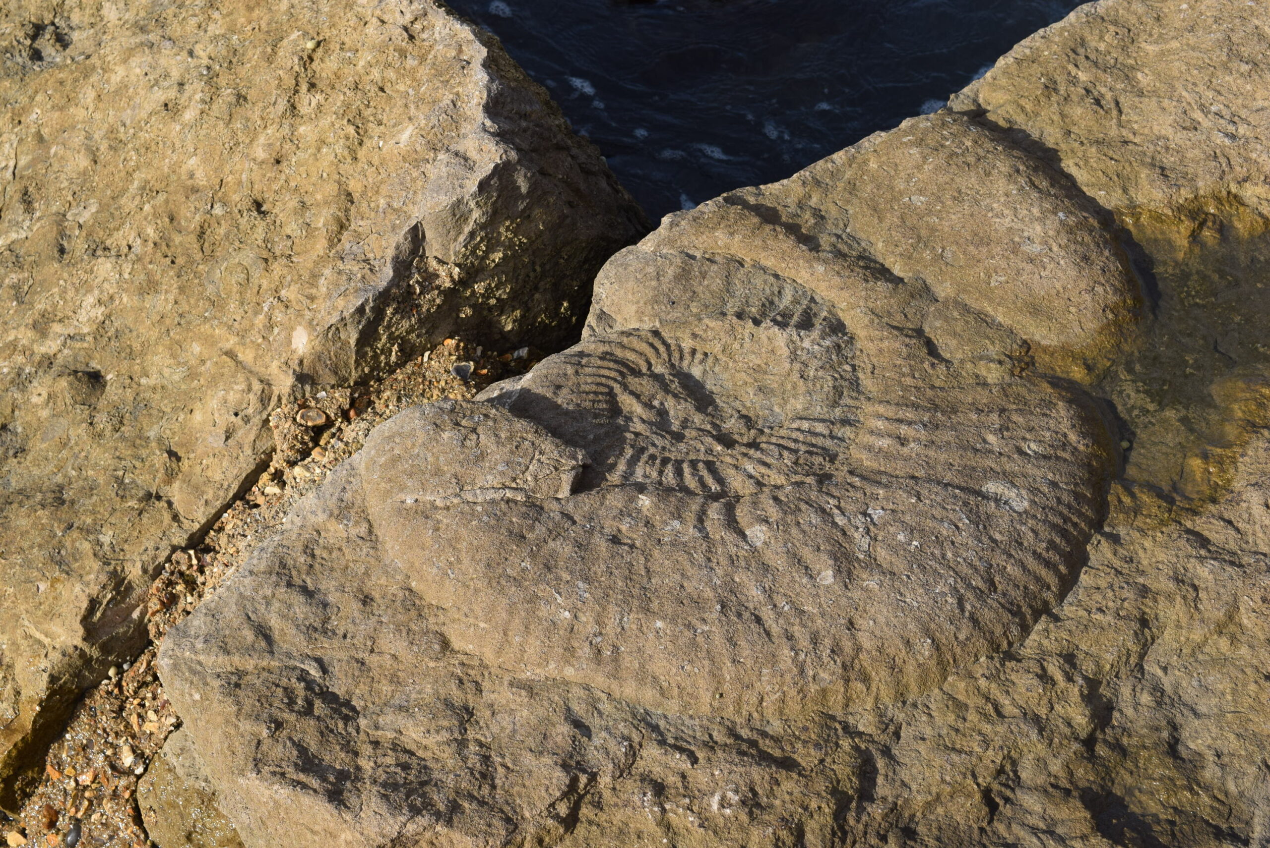 Preserving a Prehistoric Treasure (image credits: wikimedia)