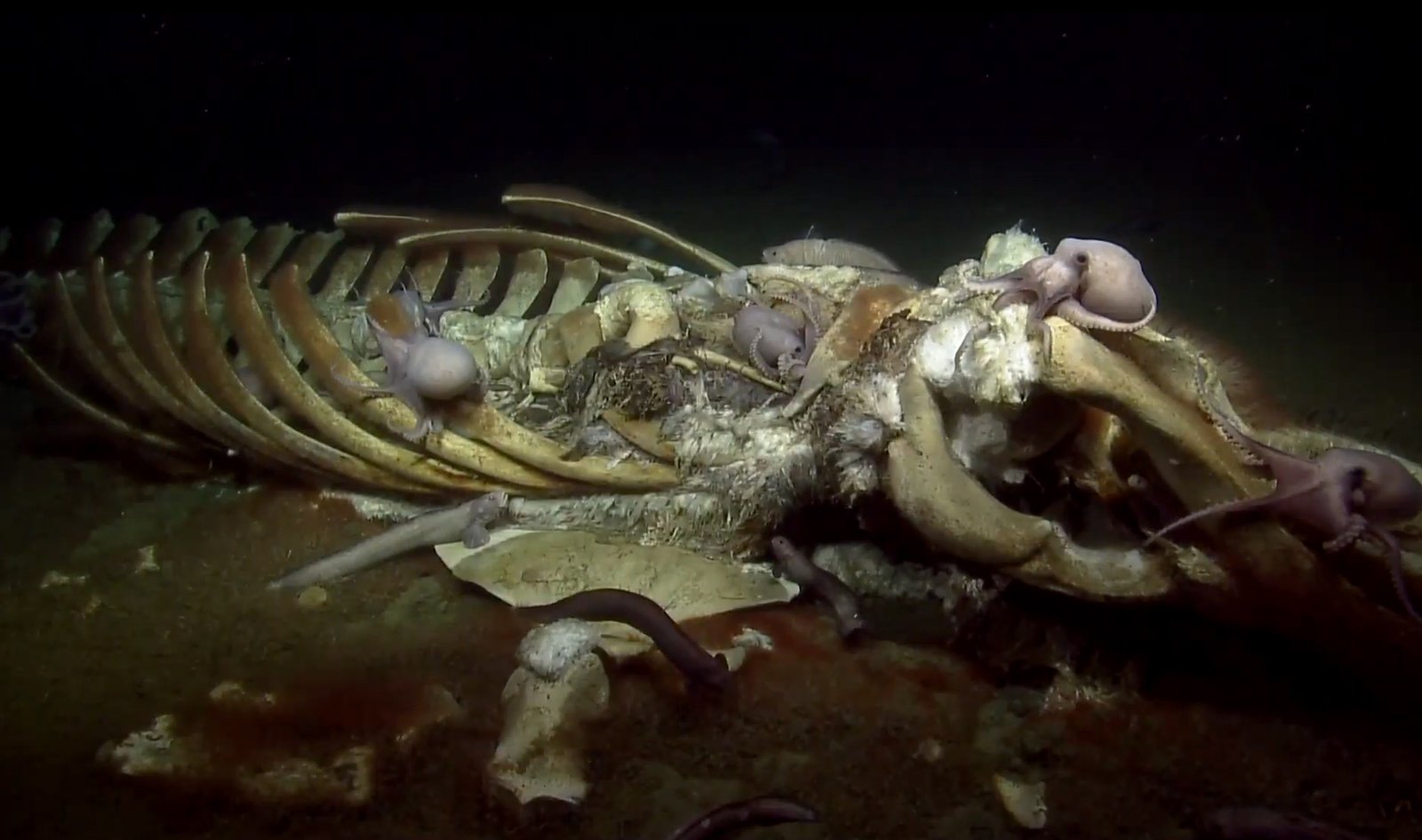 A Titanic Journey to the Abyss (image credits: wikimedia)