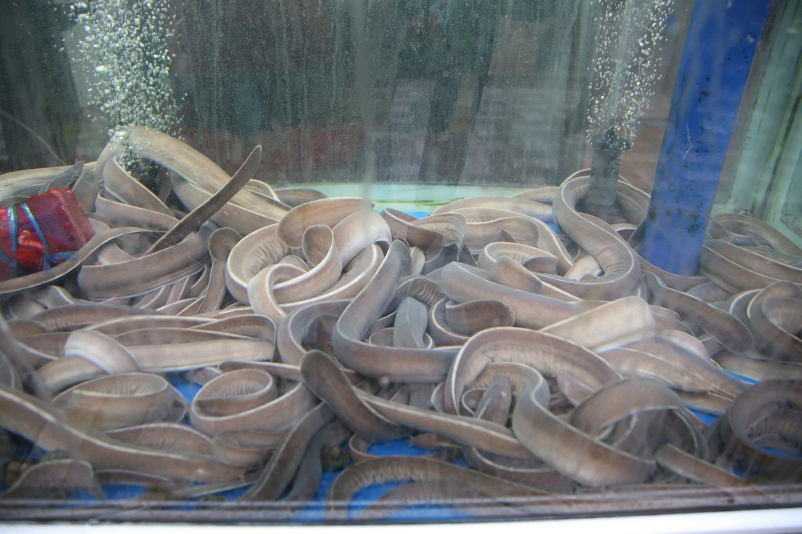 Scavengers Take the Stage (image credits: wikimedia)
