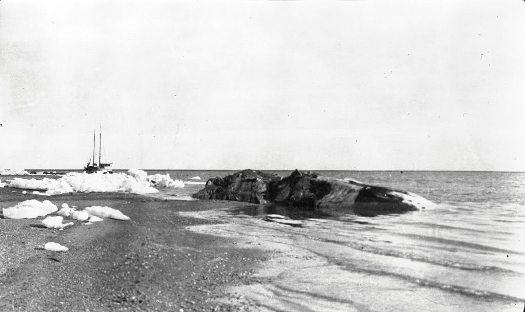 Reflections on a Whale’s Legacy (image credits: wikimedia)
