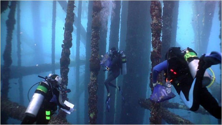 Unseen Allies: How Invasives Help Each Other (image credits: wikimedia)