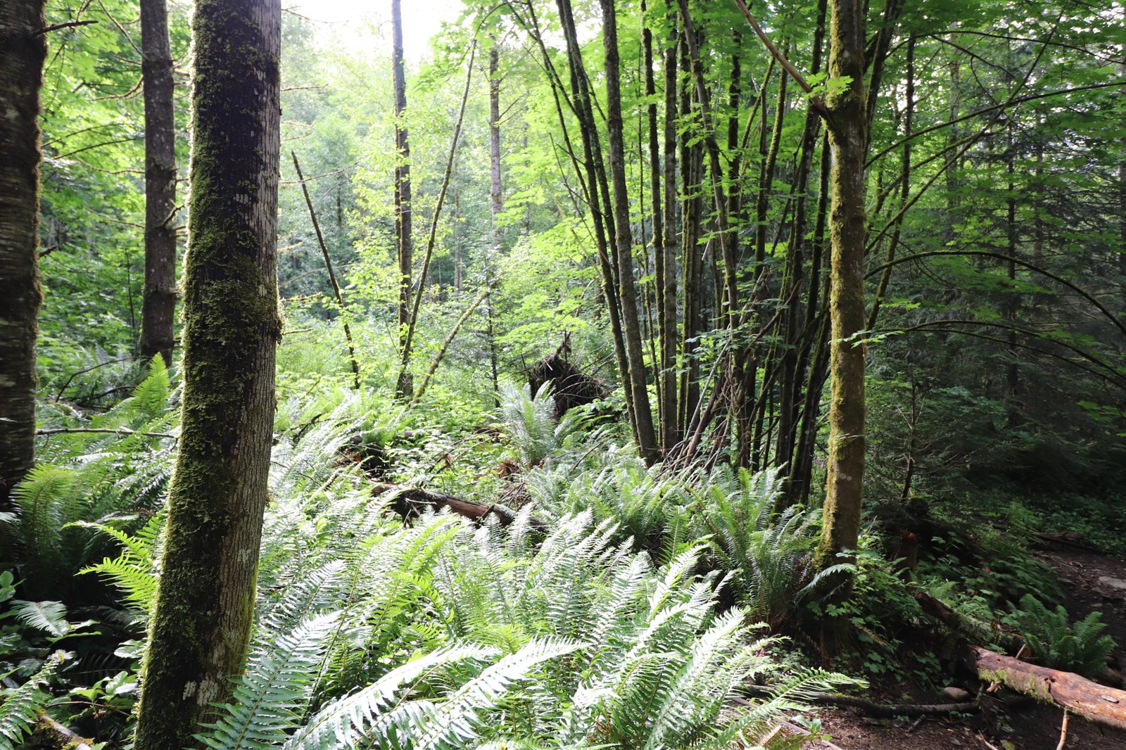 The Secret Life of Mosses and Ferns (image credits: wikimedia)