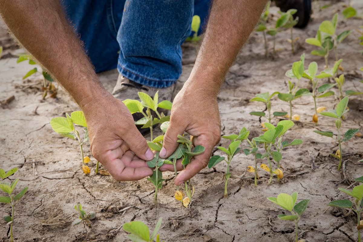 Sprouting Seeds: Birth of a New Generation (image credits: wikimedia)
