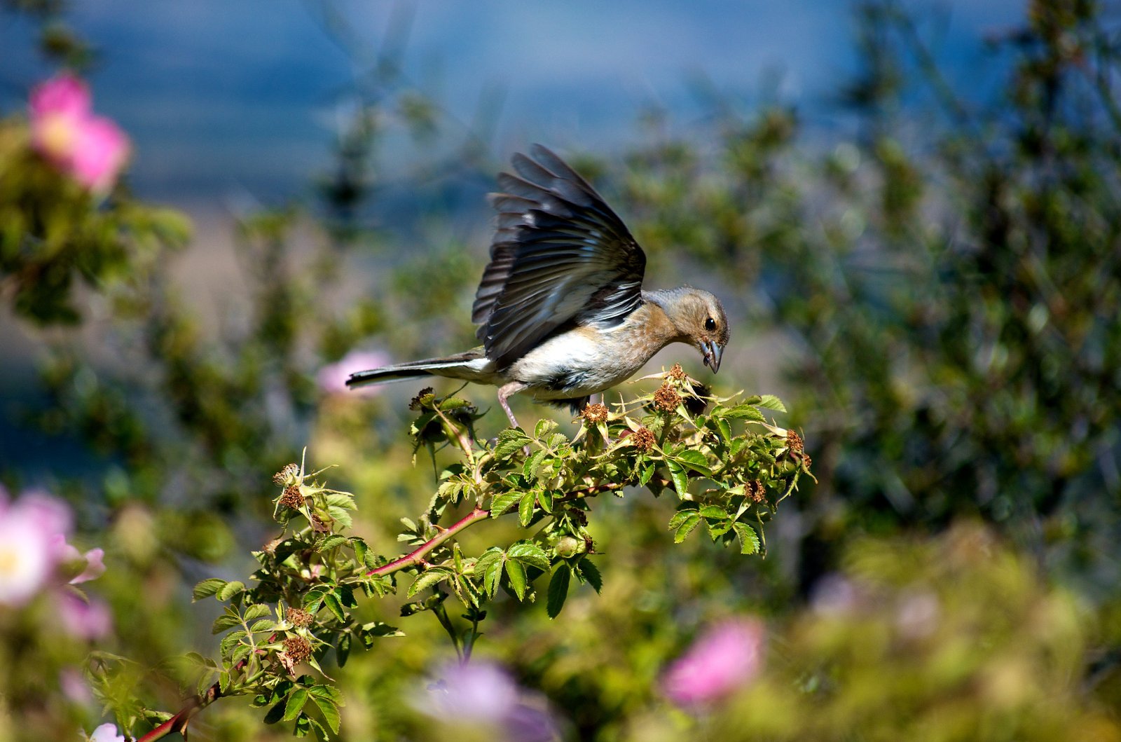Insects on the Move: Crawling and Flying Life (image credits: wikimedia)