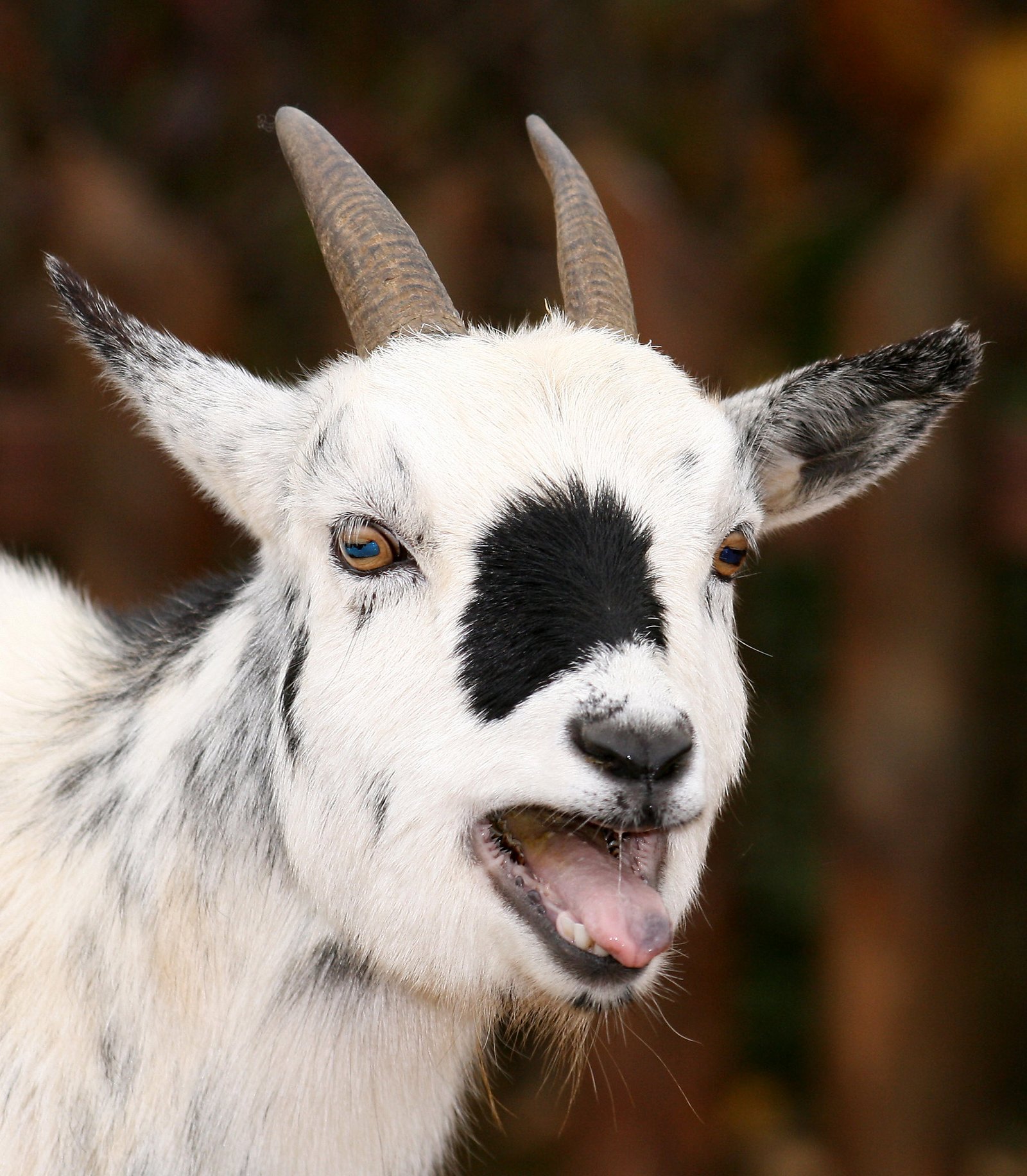 Evolutionary Reasons for Goat Vocalizations (image credits: wikimedia)