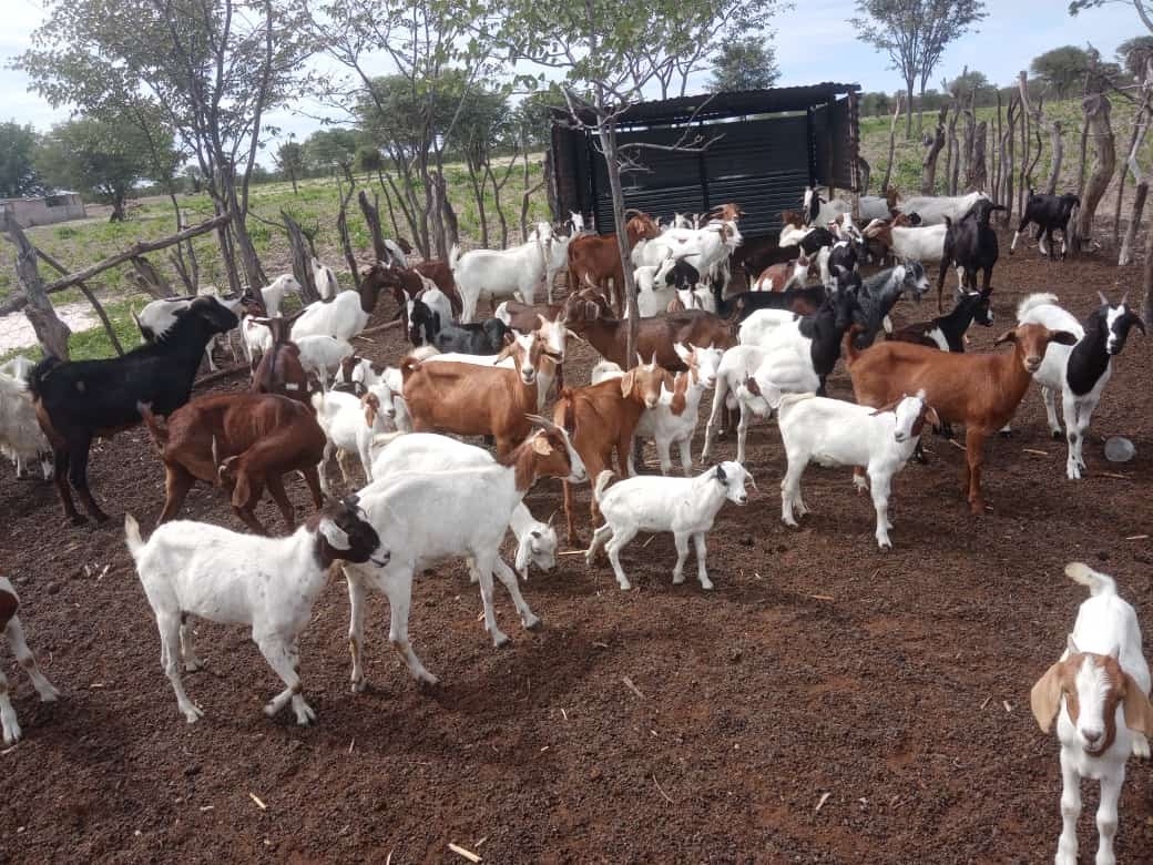 Communication Within the Herd (image credits: wikimedia)
