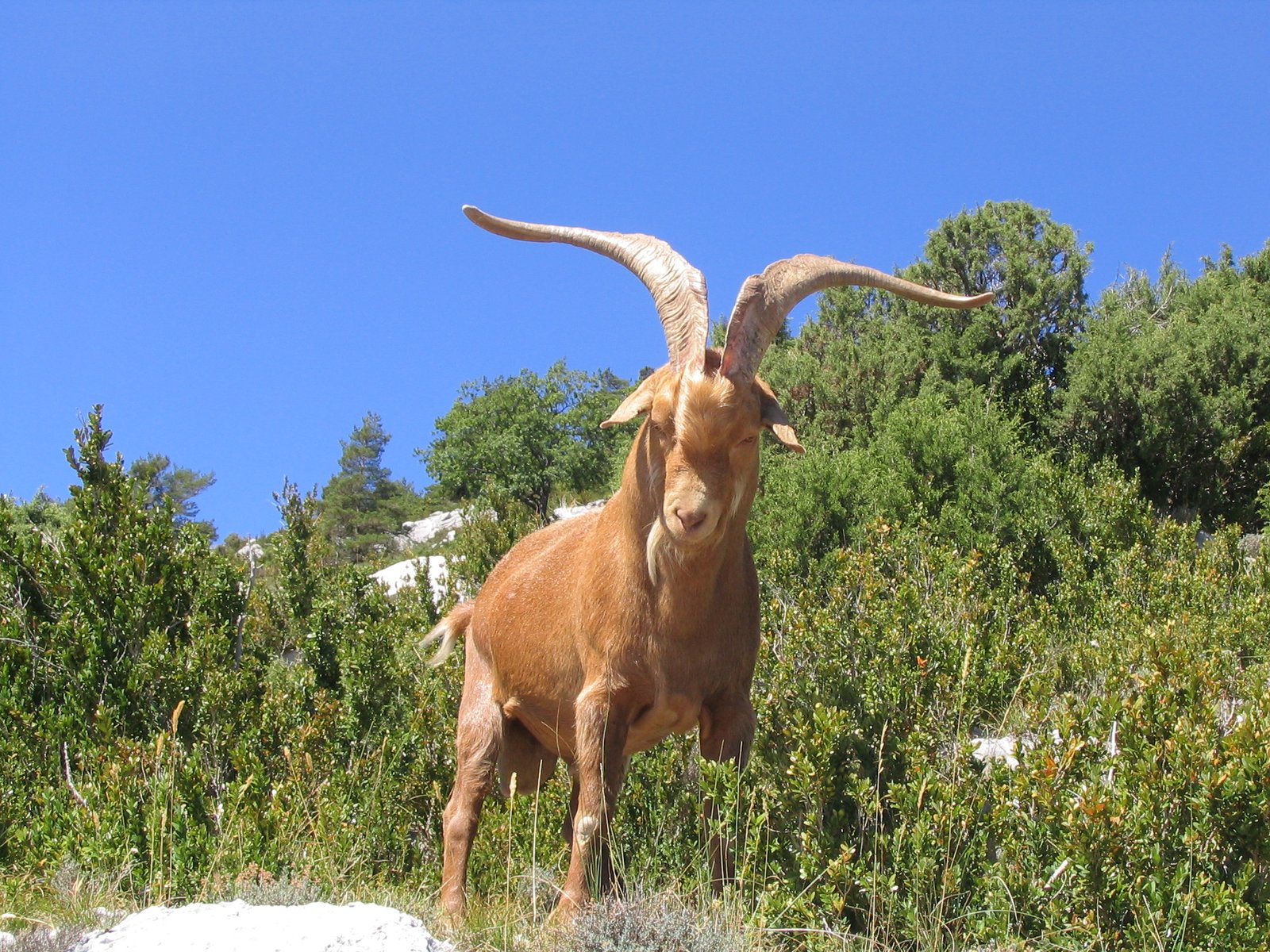 The Role of Domestication in Goat Vocalization (image credits: wikimedia)