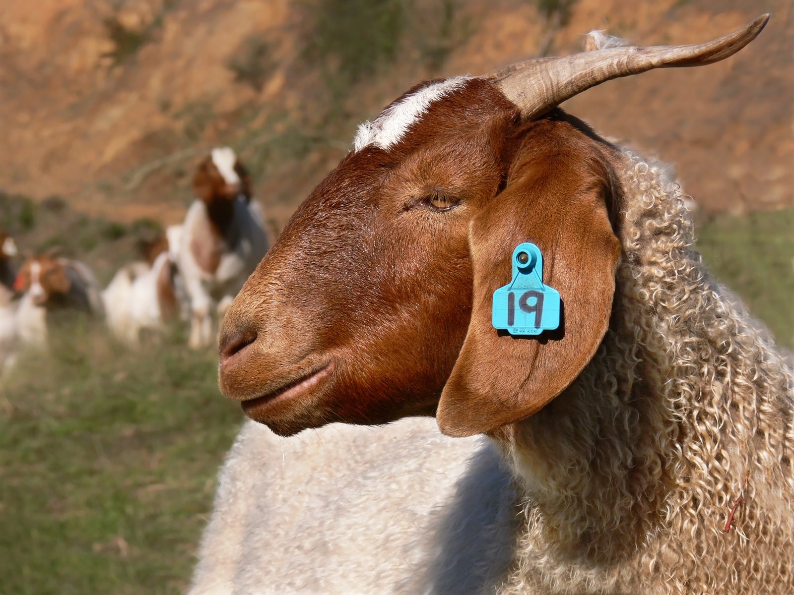 The Human-Animal Connection: Why We Relate to Goat Screams (image credits: wikimedia)