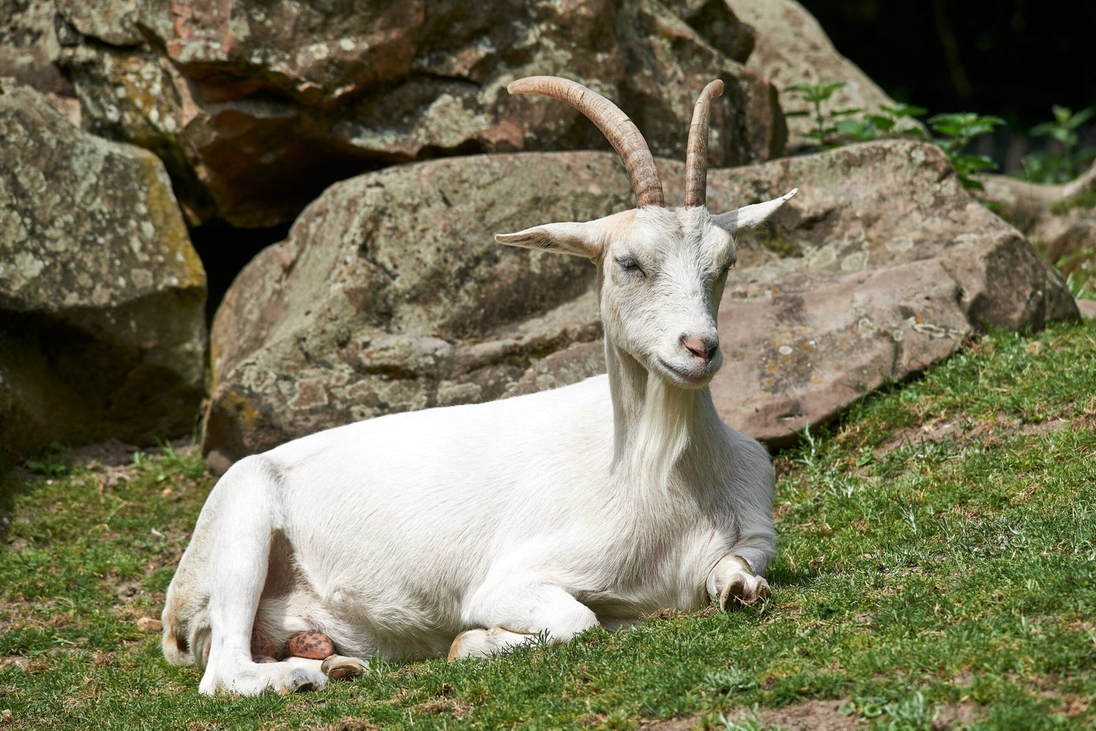 How to Interpret and Respond to Your Goat’s Calls (image credits: wikimedia)