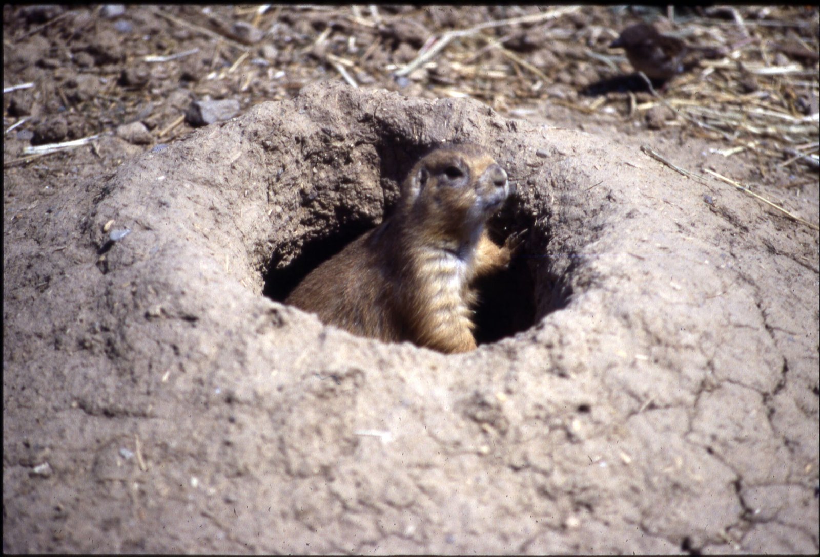 The Unsung Engineers of the Plains (image credits: wikimedia)