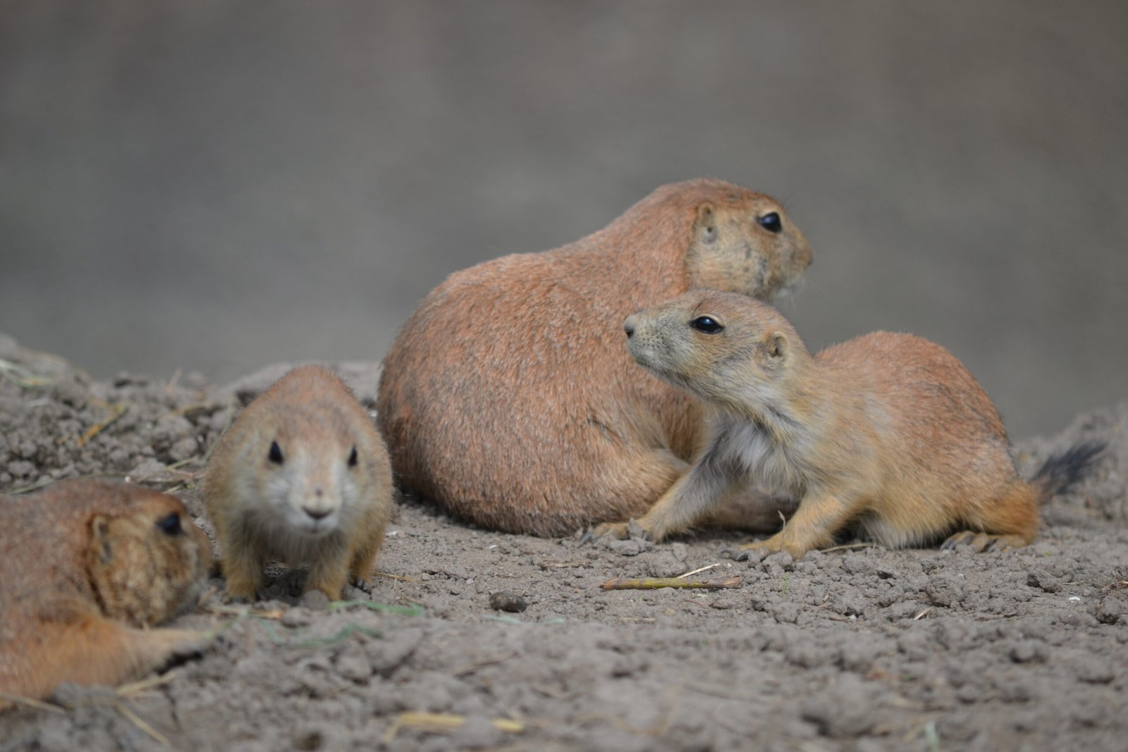 Threats Facing Prairie Dogs Today (image credits: wikimedia)