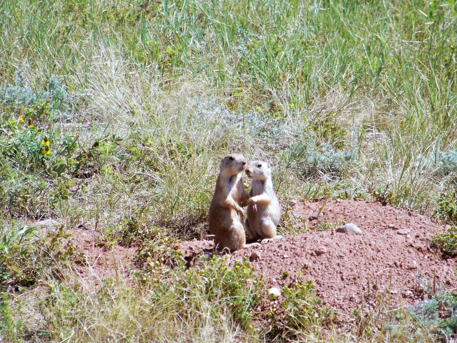 Grassland Ecosystem Collapse: A Hidden Crisis (image credits: wikimedia)