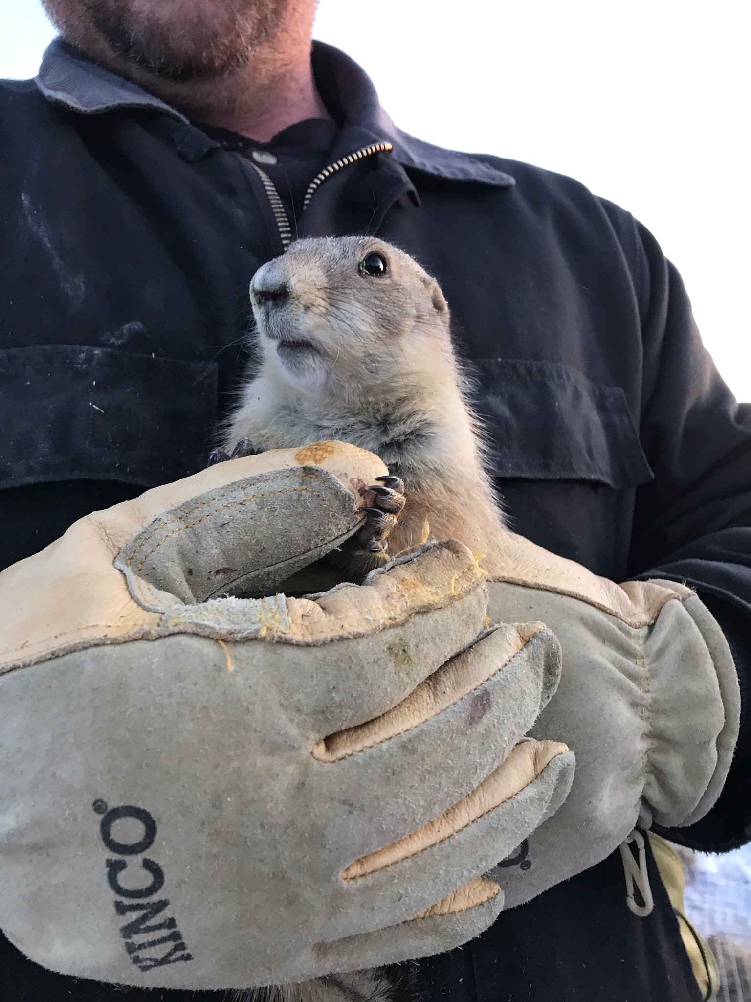 Conservation Successes and Challenges (image credits: wikimedia)