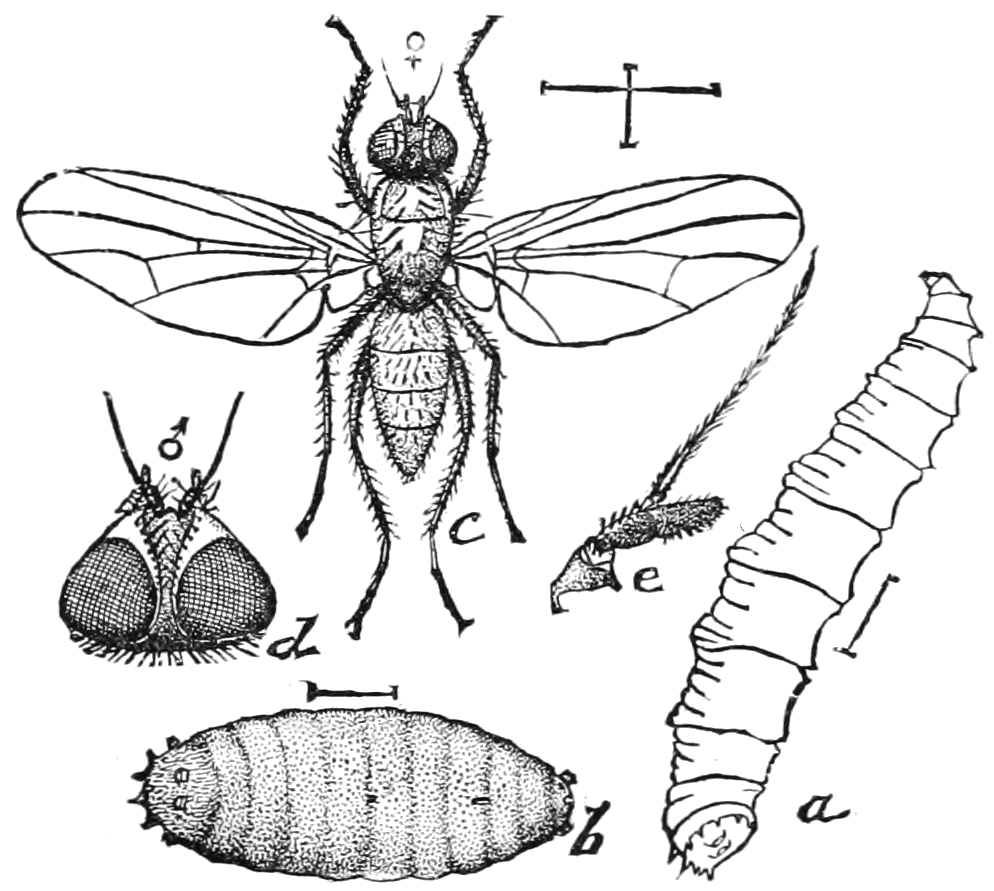 The Lifecycle of Maggots: From Egg to Clean-Up Crew (image credits: wikimedia)
