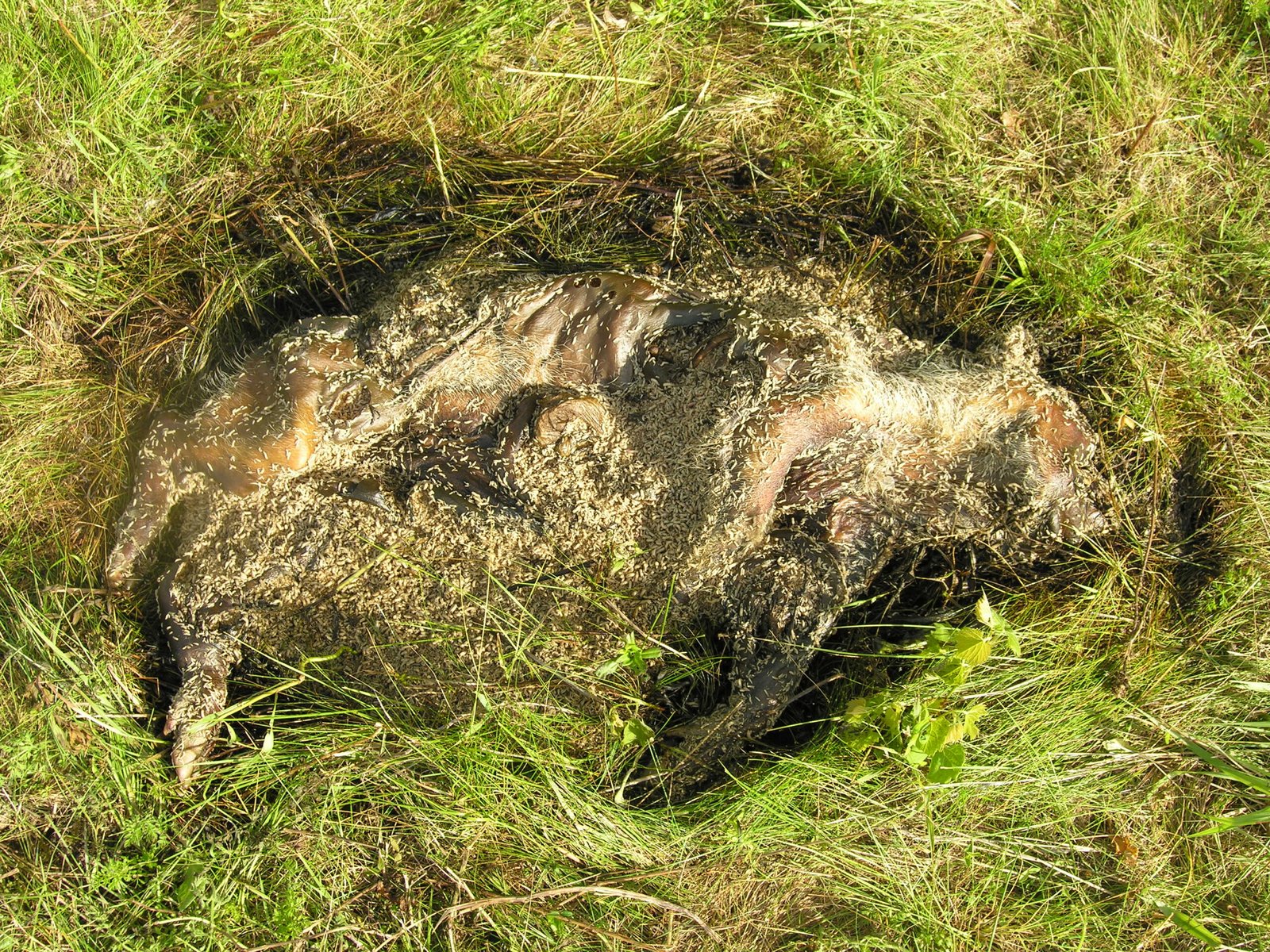 Nature’s Decomposers: Cleaning Up the Wild (image credits: wikimedia)
