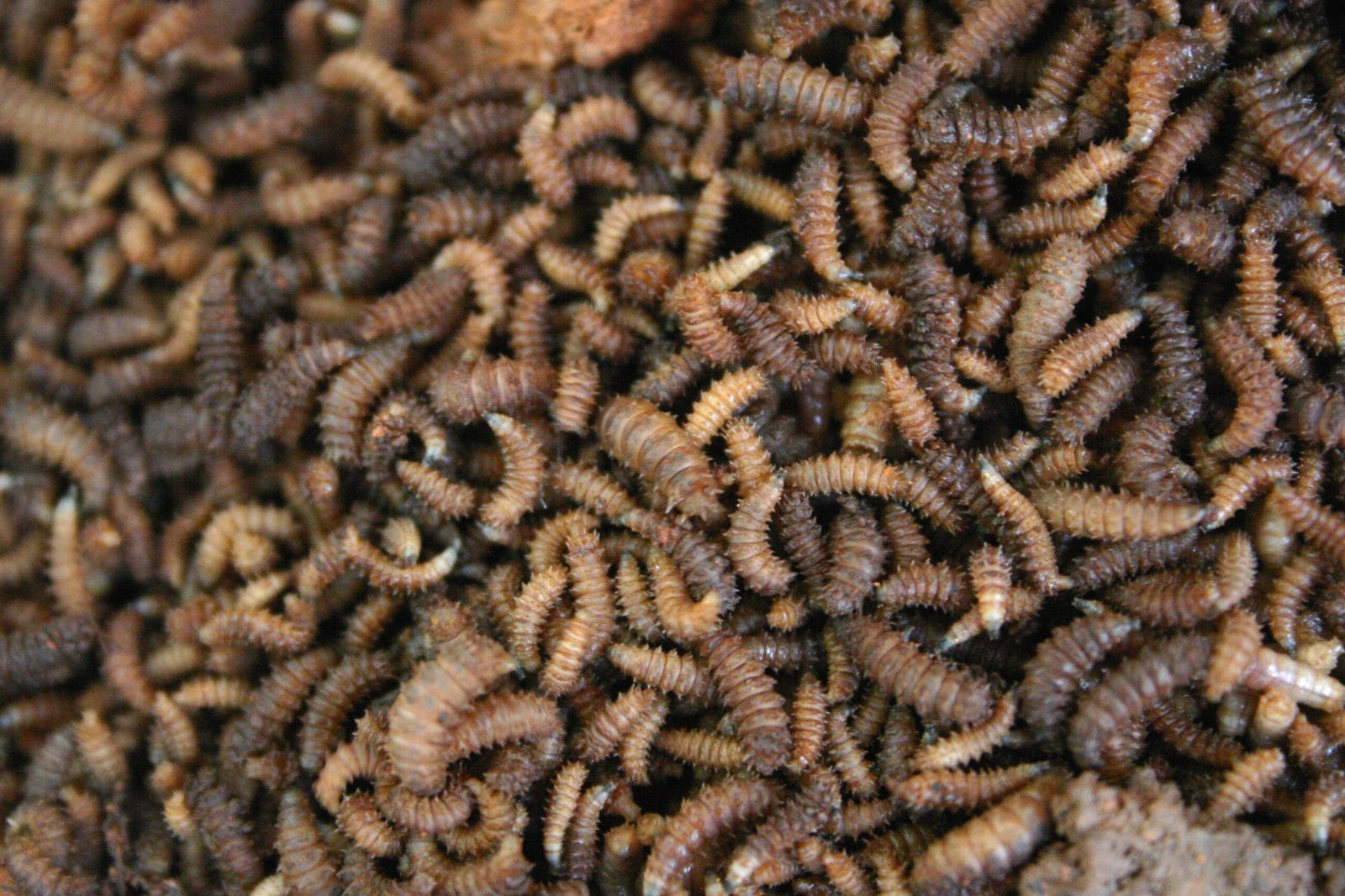 Forensic Detectives: Maggots in Crime Scene Investigations (image credits: wikimedia)
