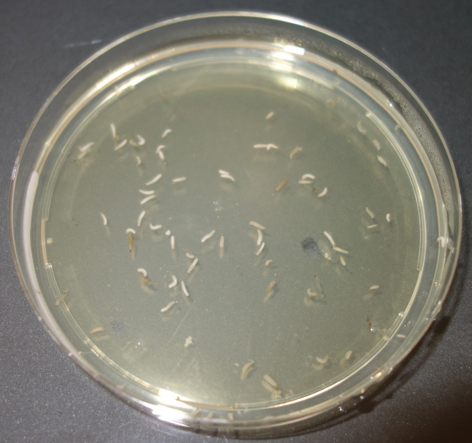 A Surprising Medical Marvel: Maggot Therapy (image credits: wikimedia)