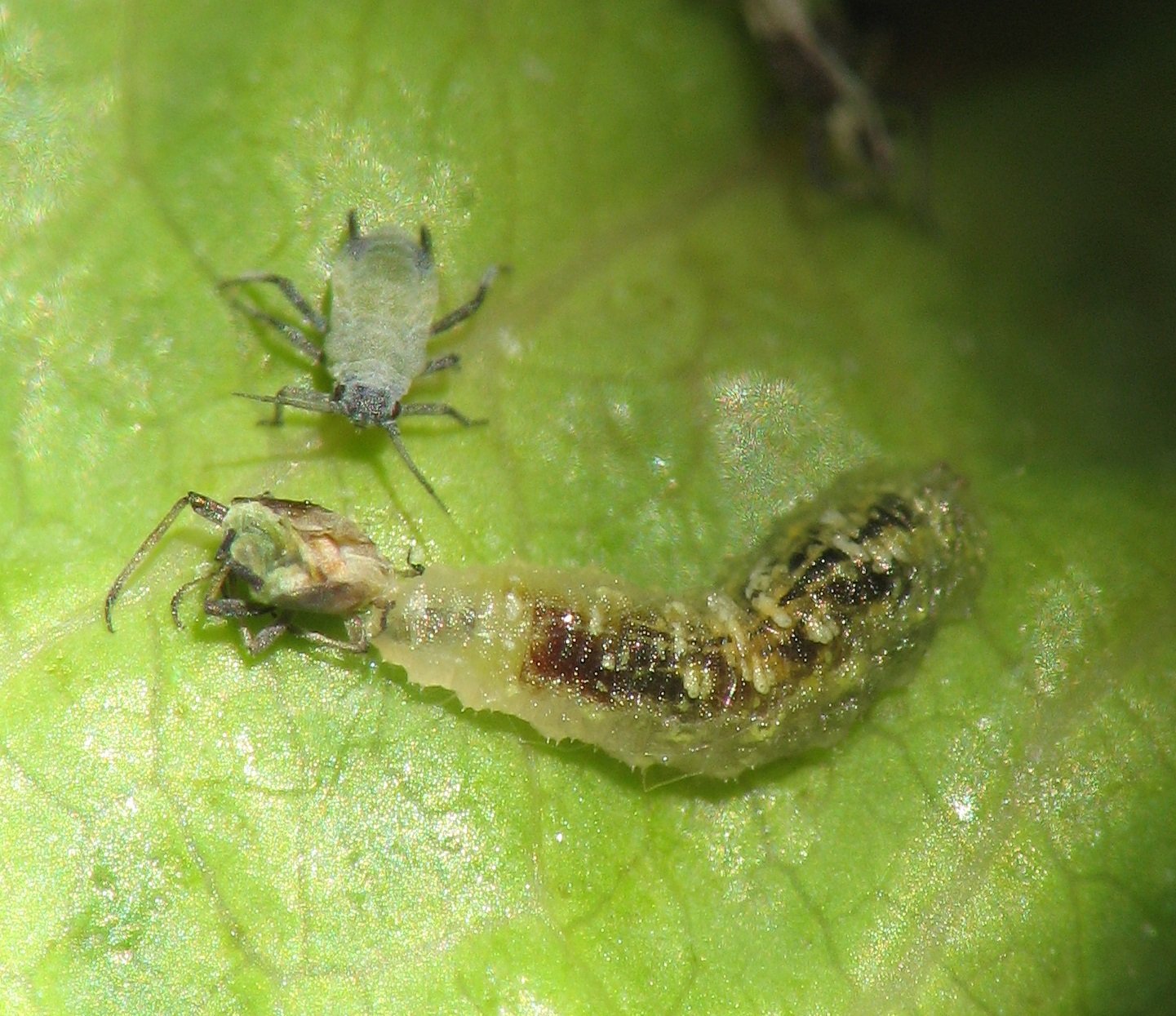 Ecological Importance Beyond Cleaning Up (image credits: wikimedia)