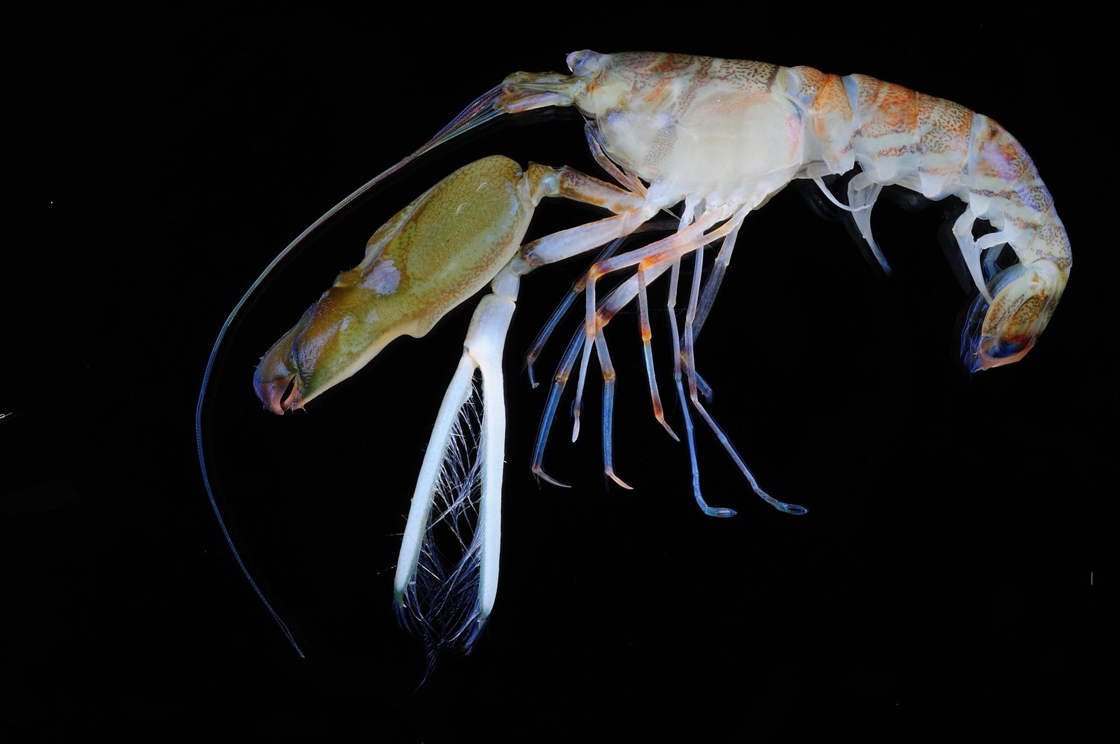 The Unexpected Noisemakers: Who Are the Culprits? (image credits: wikimedia)