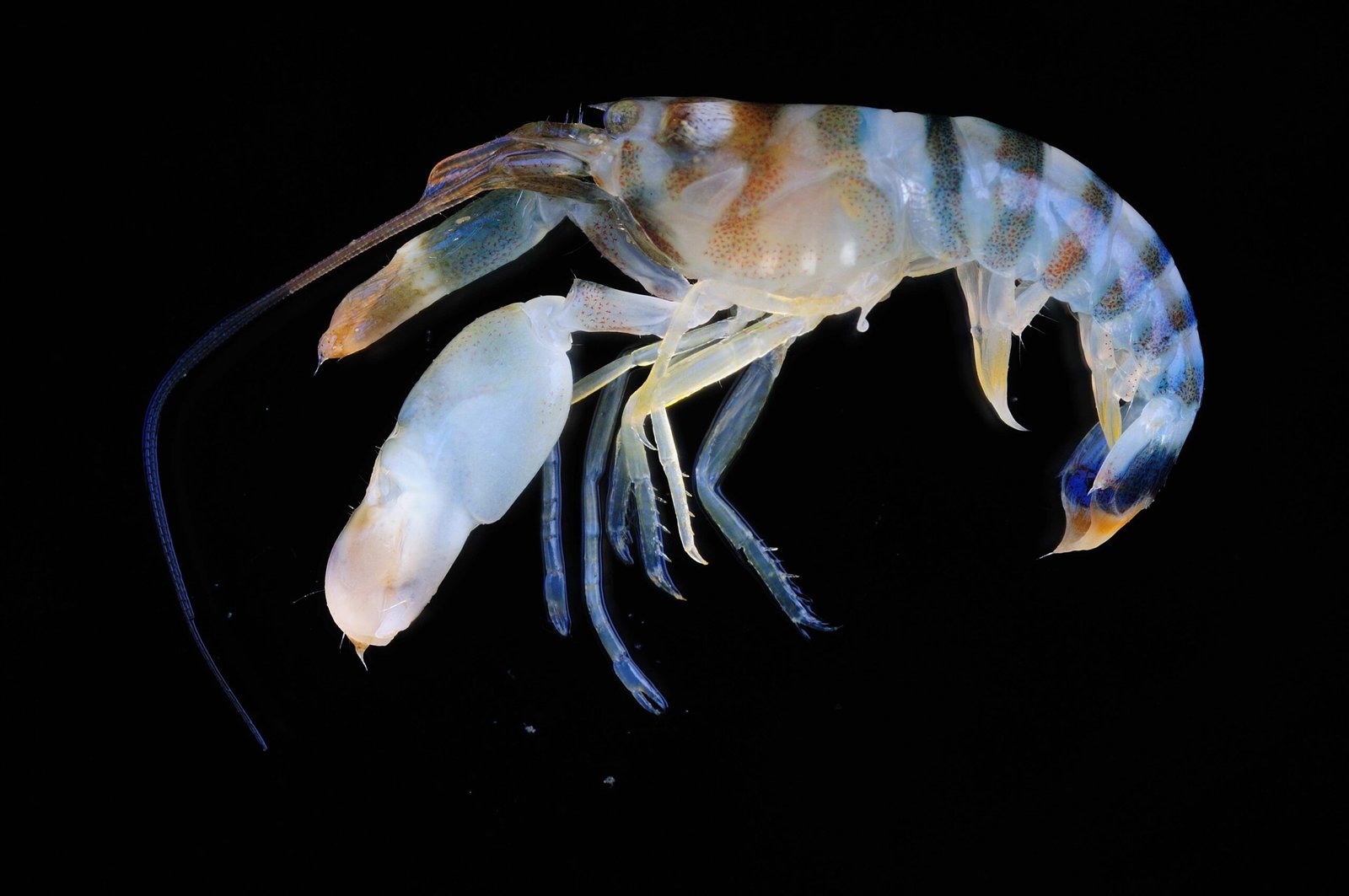 How Crustaceans Create Underwater Chaos (image credits: wikimedia)