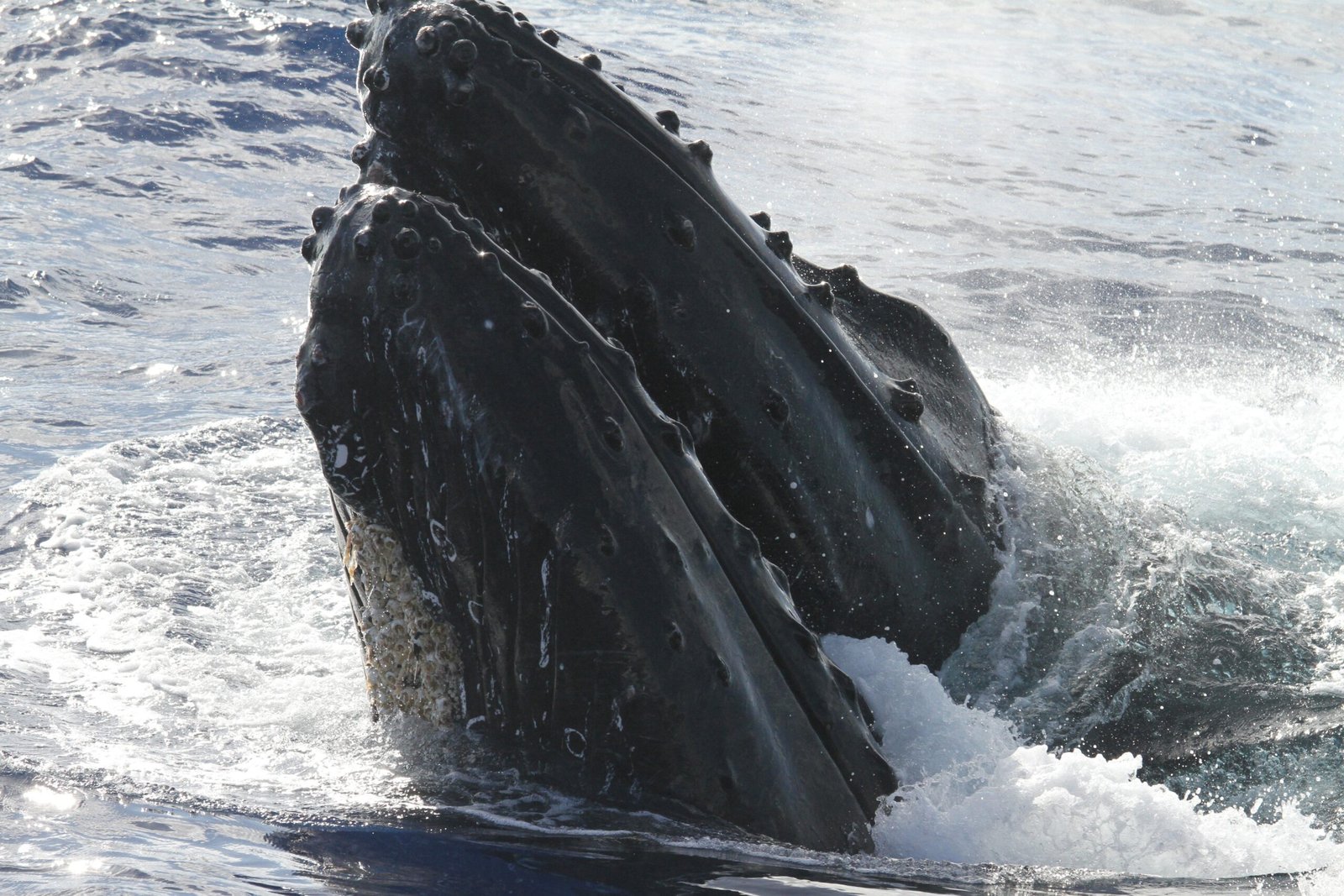 What Can Be Done? Rethinking Ocean Conservation (image credits: wikimedia)