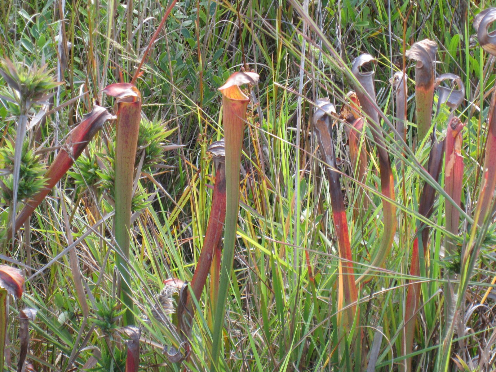 Rainforests and Bogs: Where Pitcher Plants Rule (image credits: wikimedia)