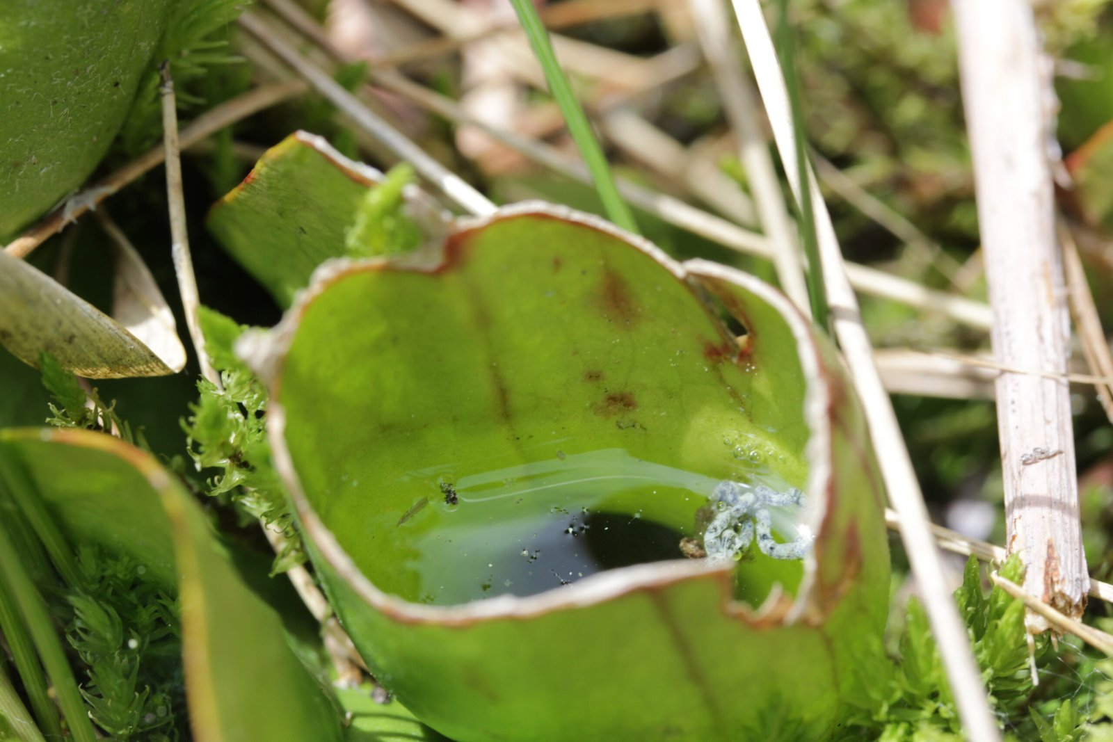 Insects: Visitors, Victims, and Residents (image credits: wikimedia)