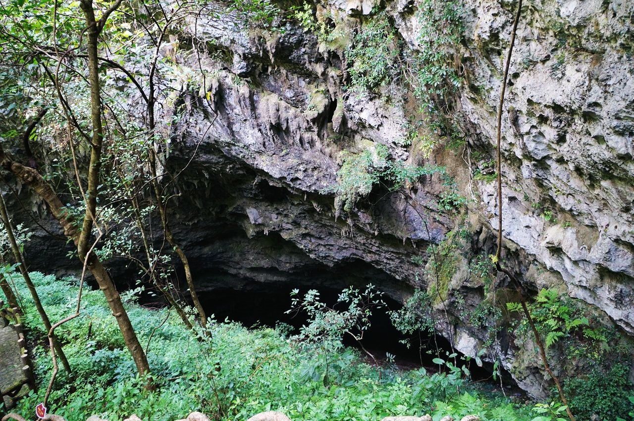 Ancient Trees and Lost Species (image credits: wikimedia)