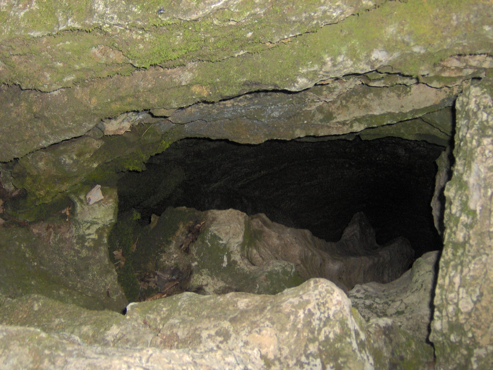 Astonishing Biodiversity Hotspots (image credits: wikimedia)