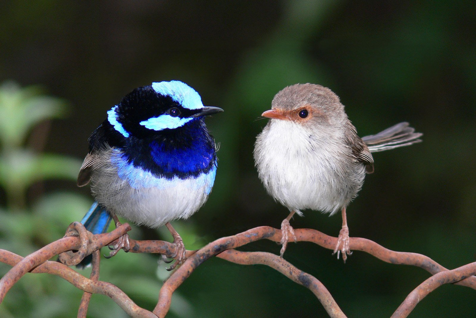 Fairy-Wrens and the Language of Deception (image credits: wikimedia)