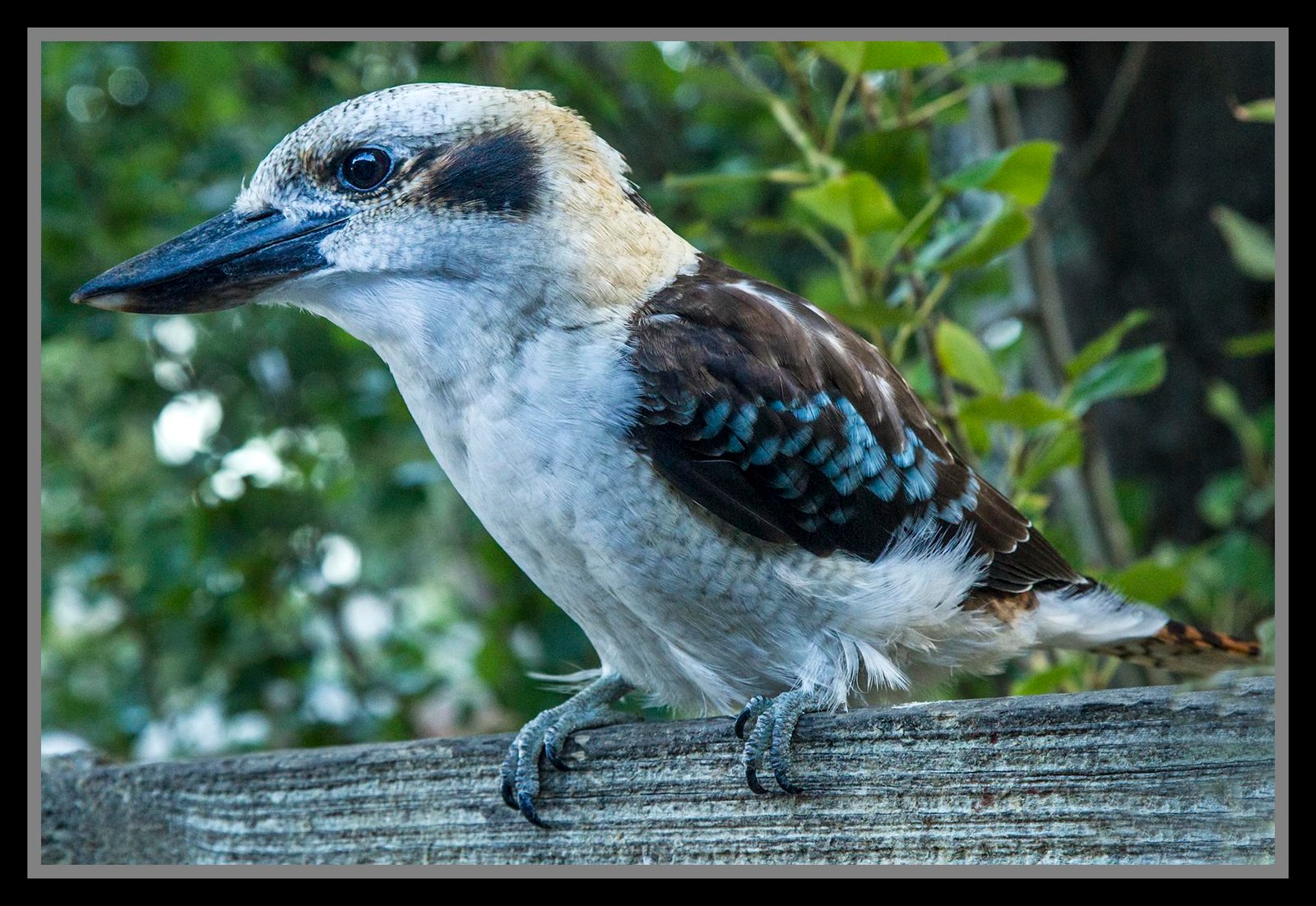 The Clever Kookaburra’s Social Skills (image credits: wikimedia)
