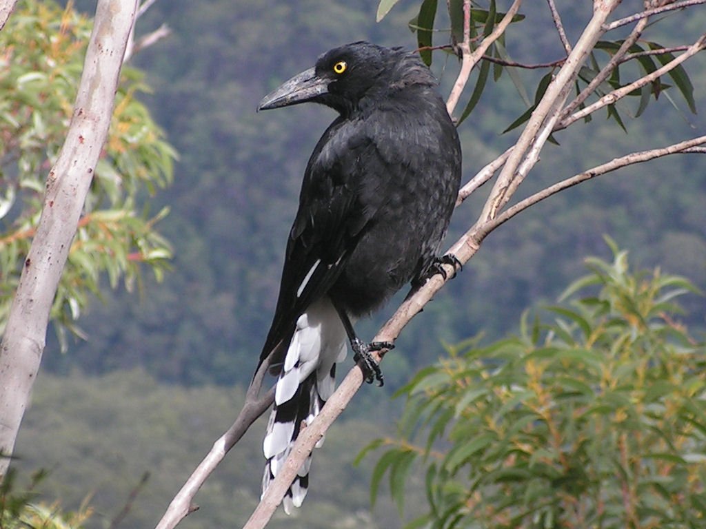 The Cunning of the Currawong (image credits: wikimedia)