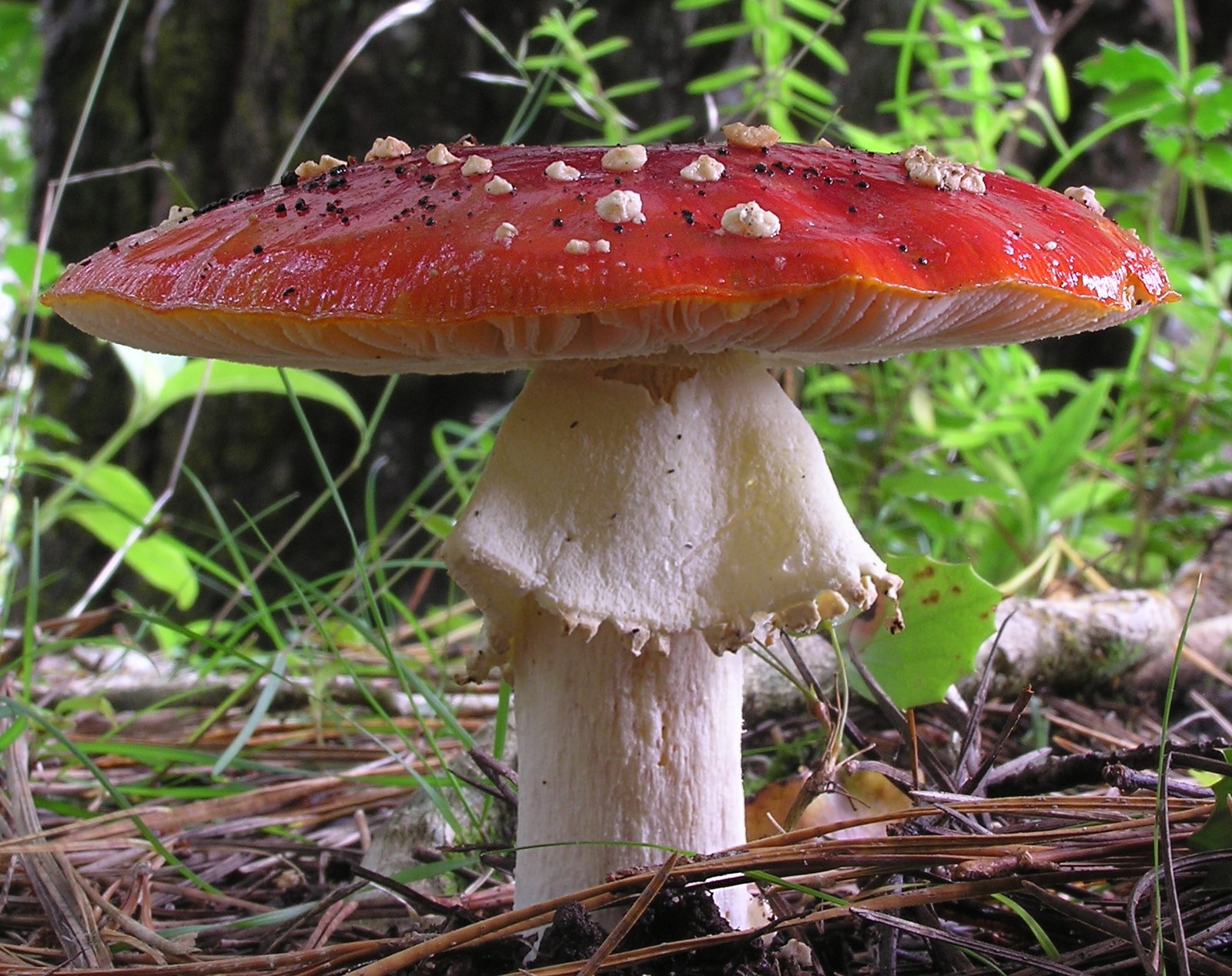 The Mysterious Amanita Muscaria: Nature’s Red and White Icon (image credits: wikimedia)