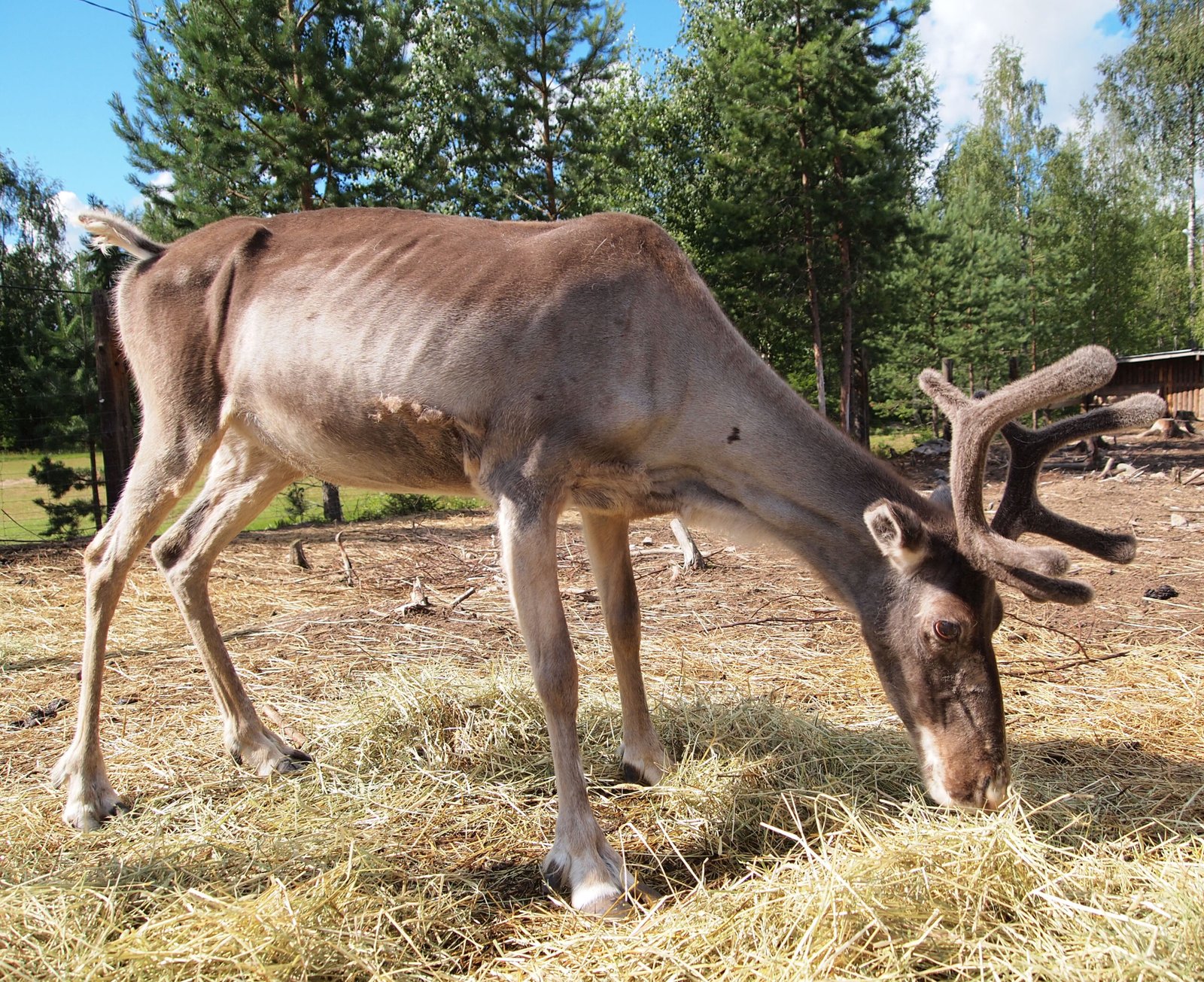 Scientific Insights: Why Reindeer Seek Out Mushrooms (image credits: wikimedia)