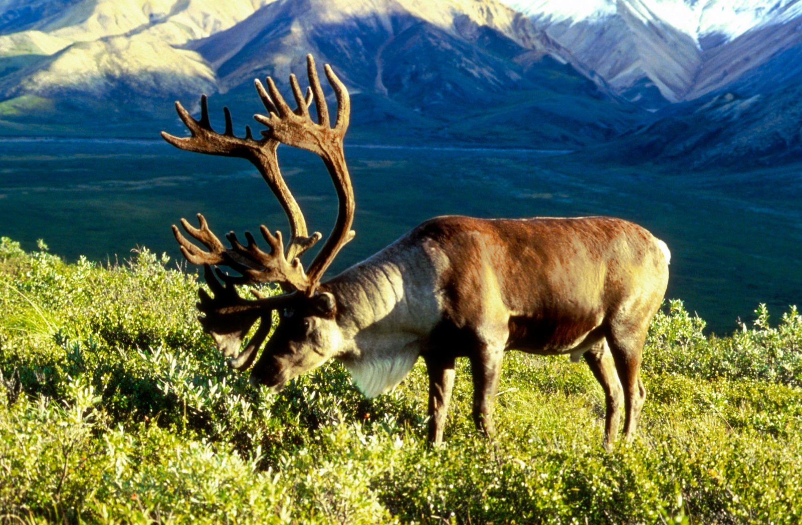 What We Can Learn from Reindeer and Mushrooms (image credits: wikimedia)