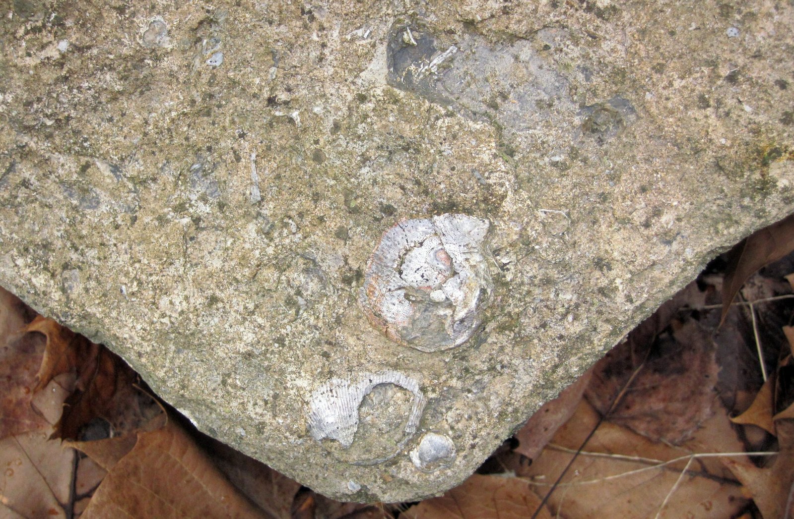 What Makes Rock-Cut Fossils So Special? (image credits: wikimedia)