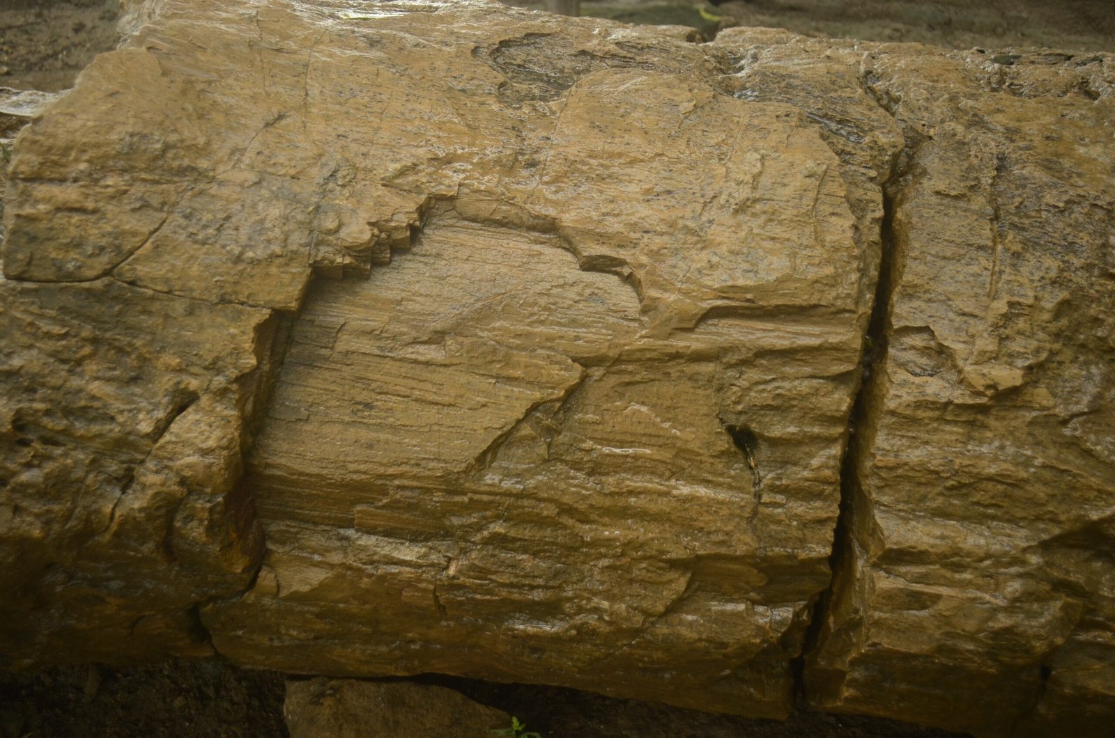 The Fossil Parks of India: Windows Into the Deep Past (image credits: wikimedia)