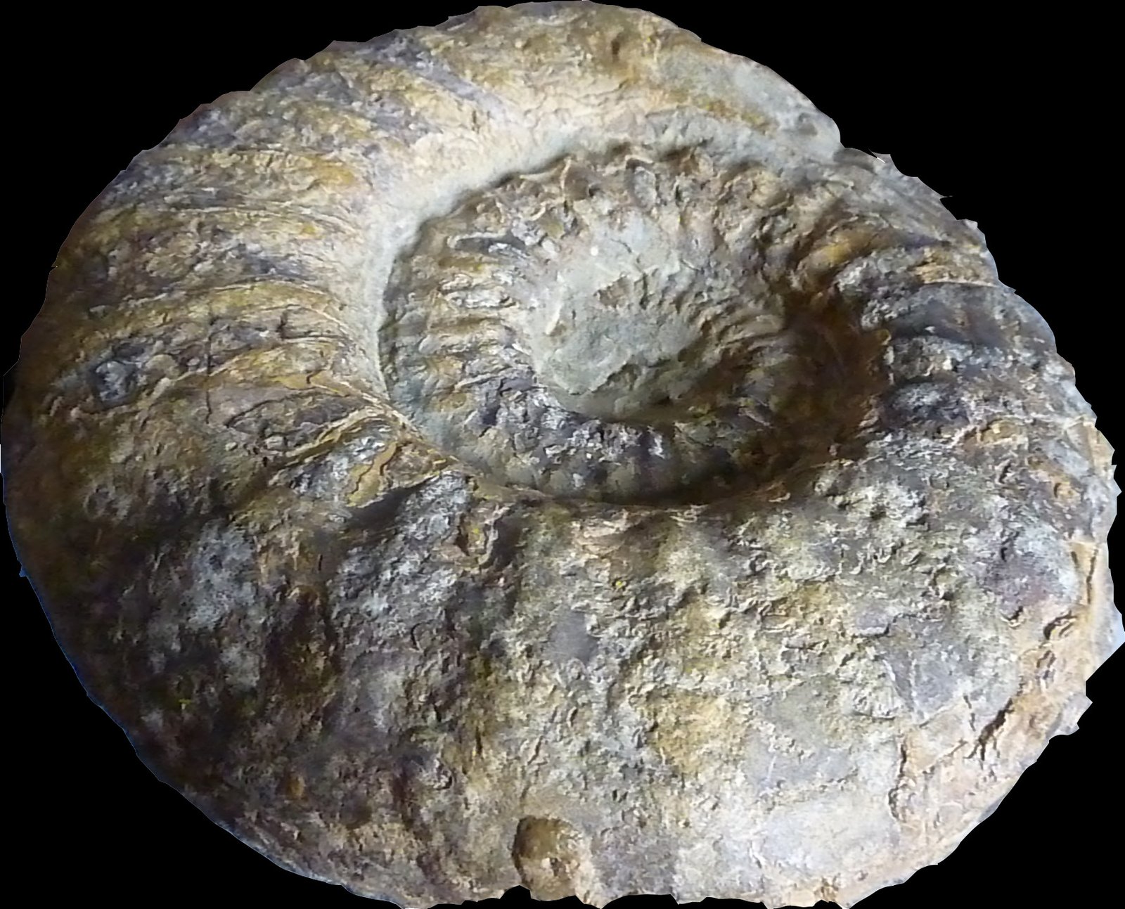 The Intricate Beauty of Ammonites and Trilobites (image credits: wikimedia)