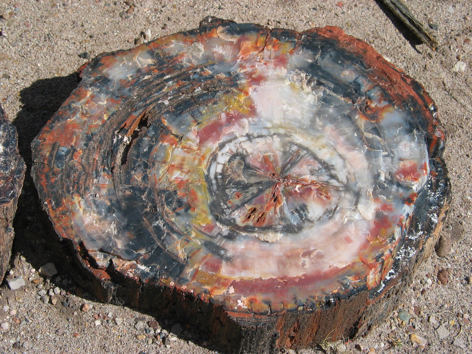 Petrified Forests: Ghosts of Prehistoric Swamps (image credits: wikimedia)