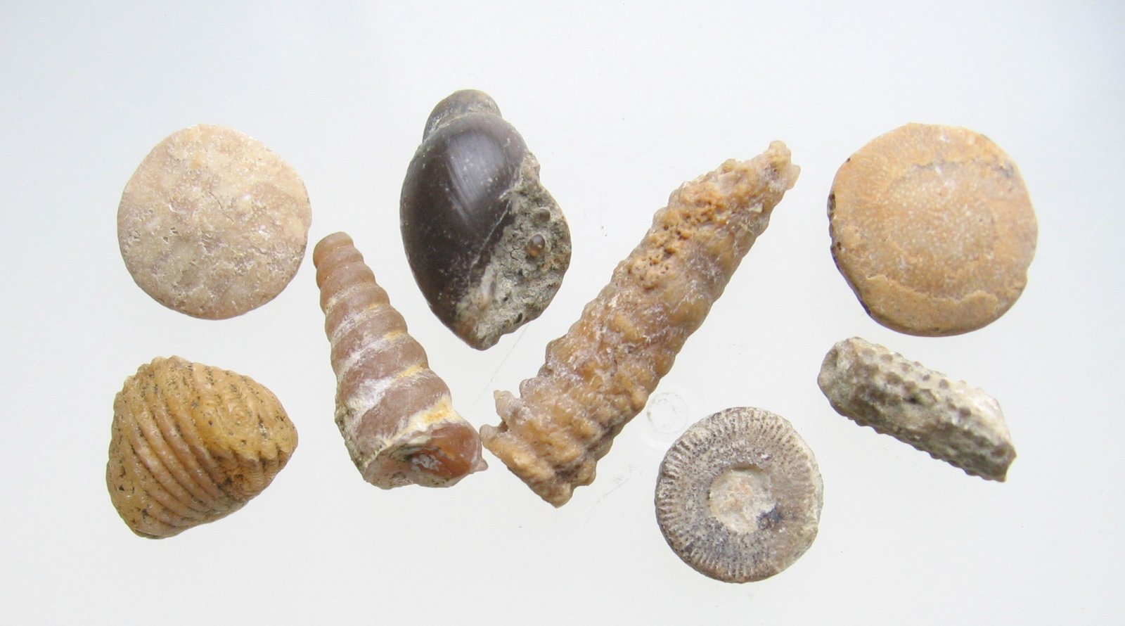 Uncovering Marine Reptiles and Fish Fossils (image credits: wikimedia)