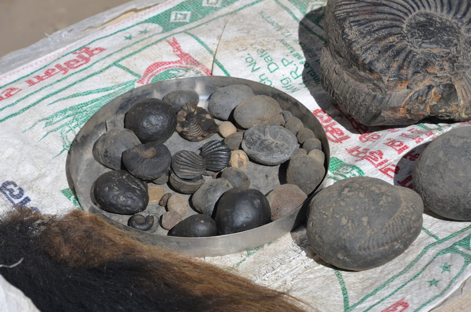 Fossils in Indian Culture and Mythology (image credits: wikimedia)